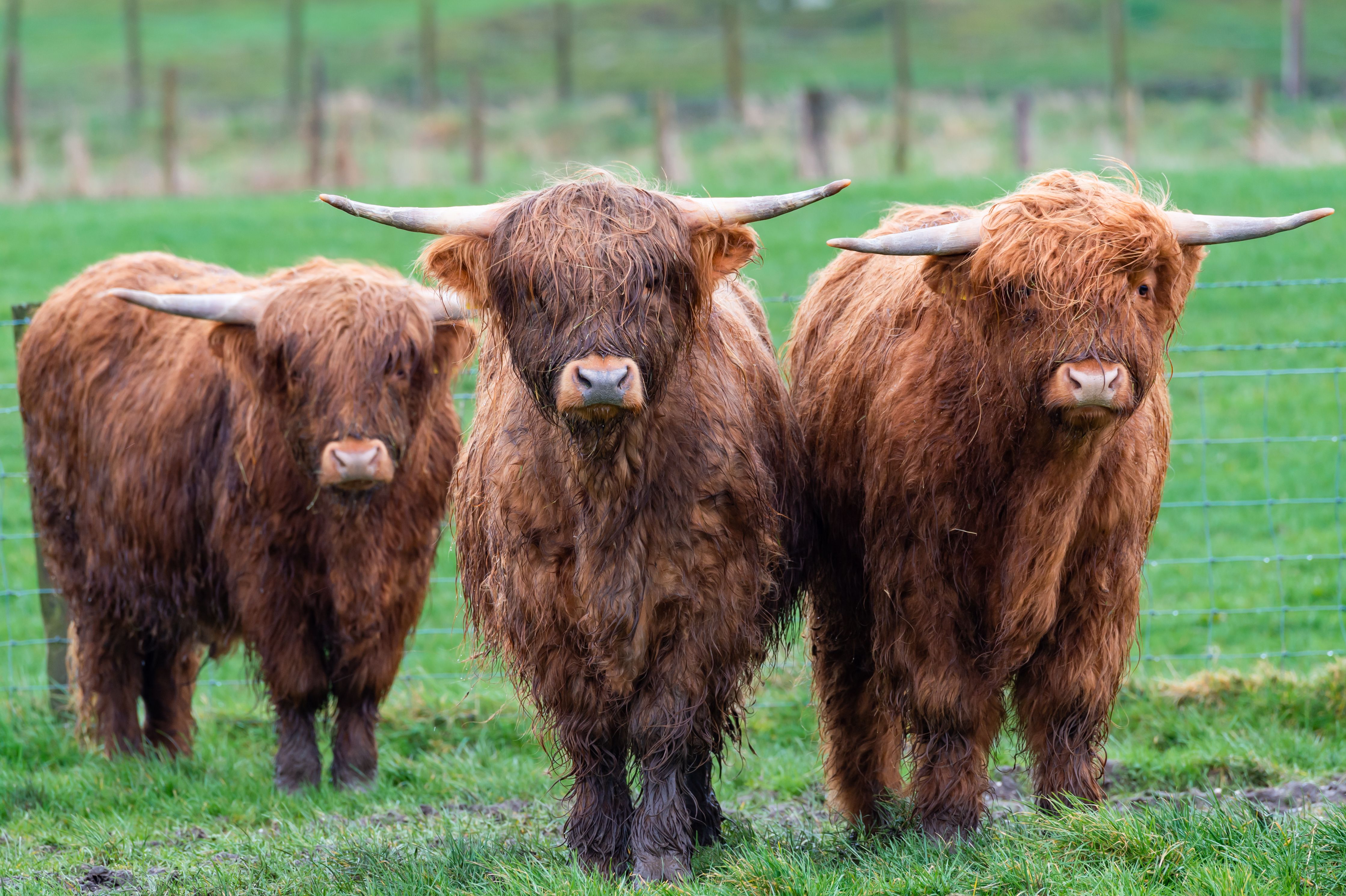 How to Start Your Own Mini Highland Cattle Ranch