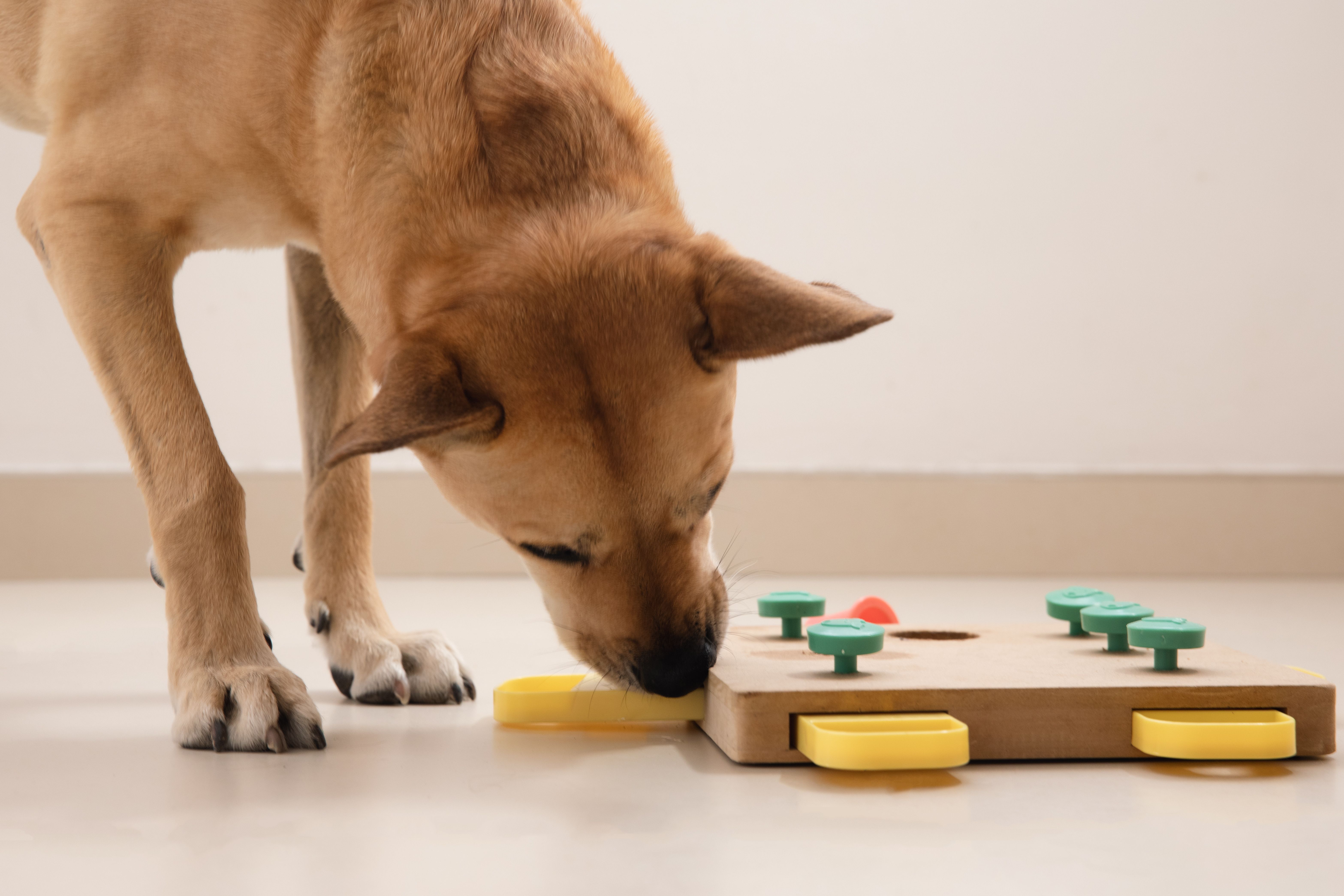 dog enrichment activities
