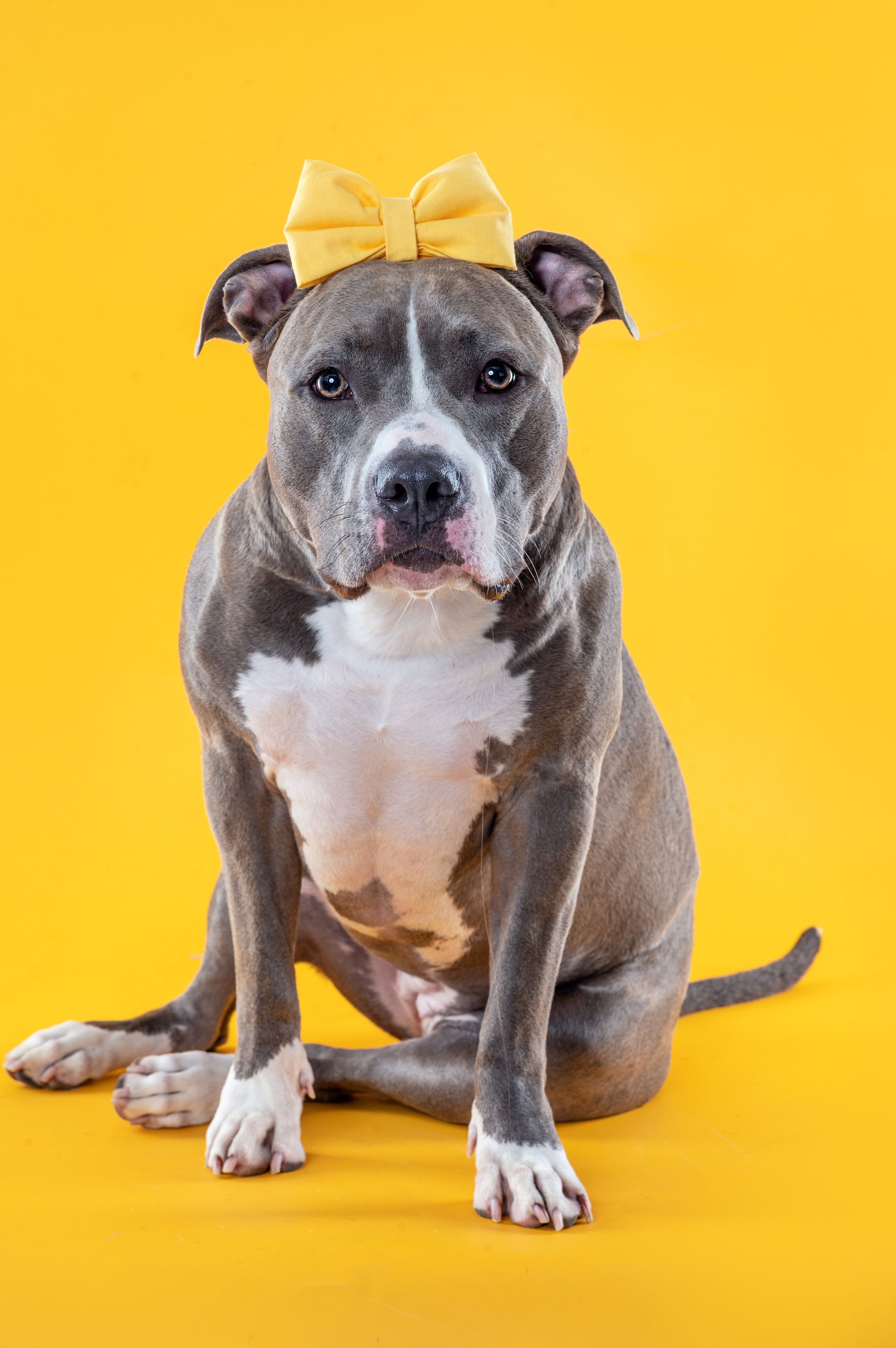 pet photoshoot pet photoshoot