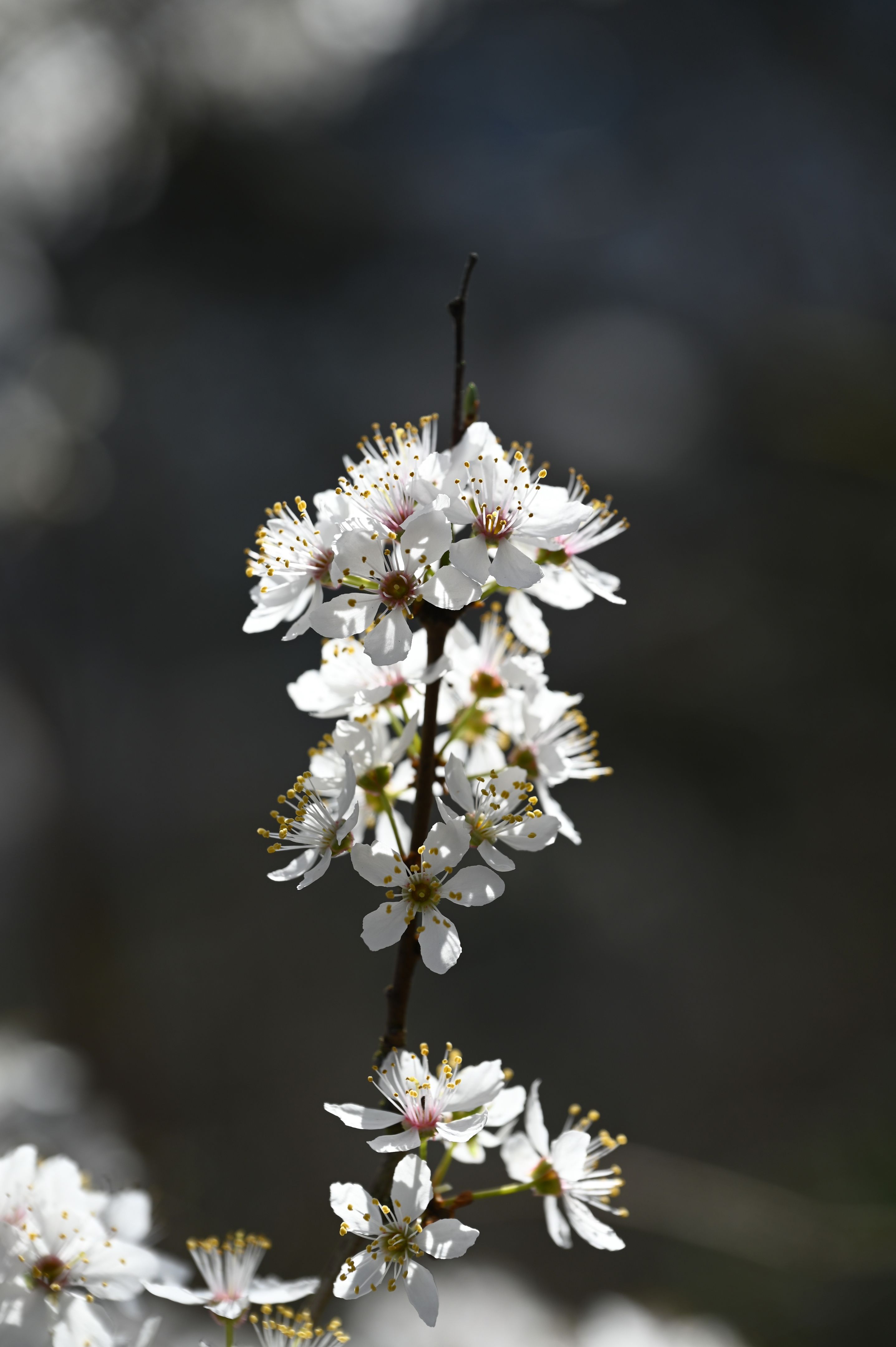 frühling blumen