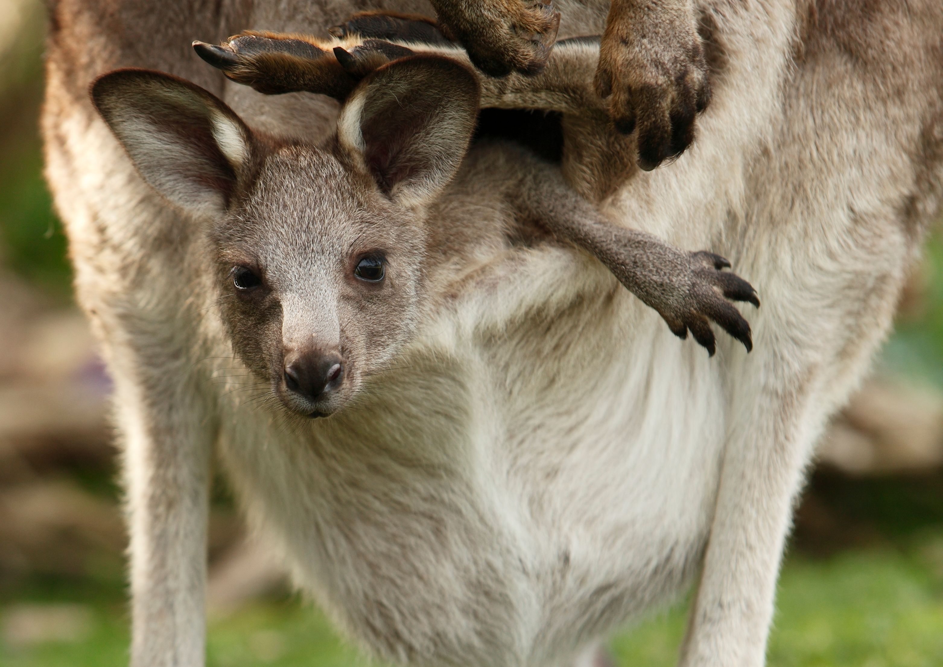 Kangaroo Joey Kangaroo Joey