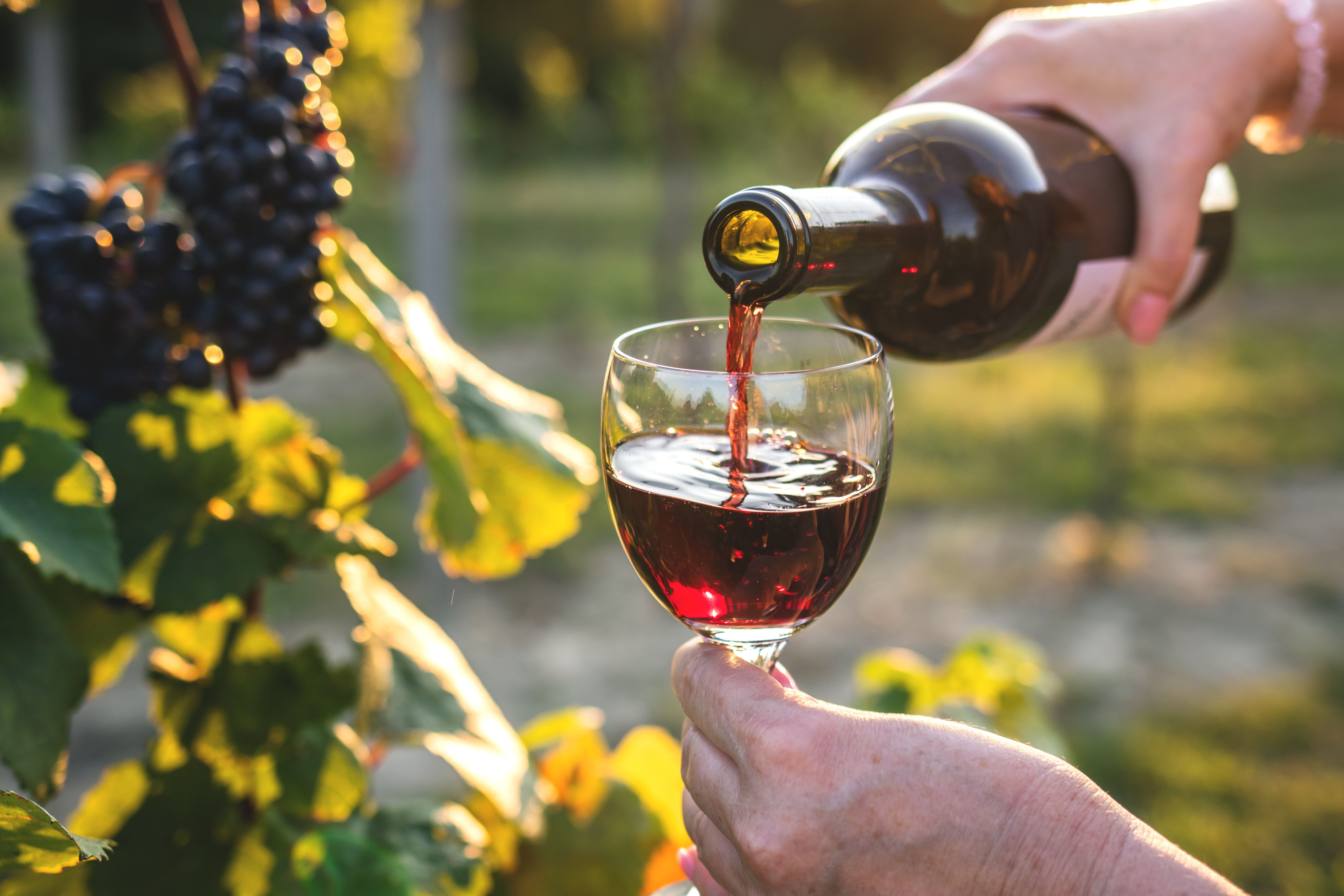 merlot tasting