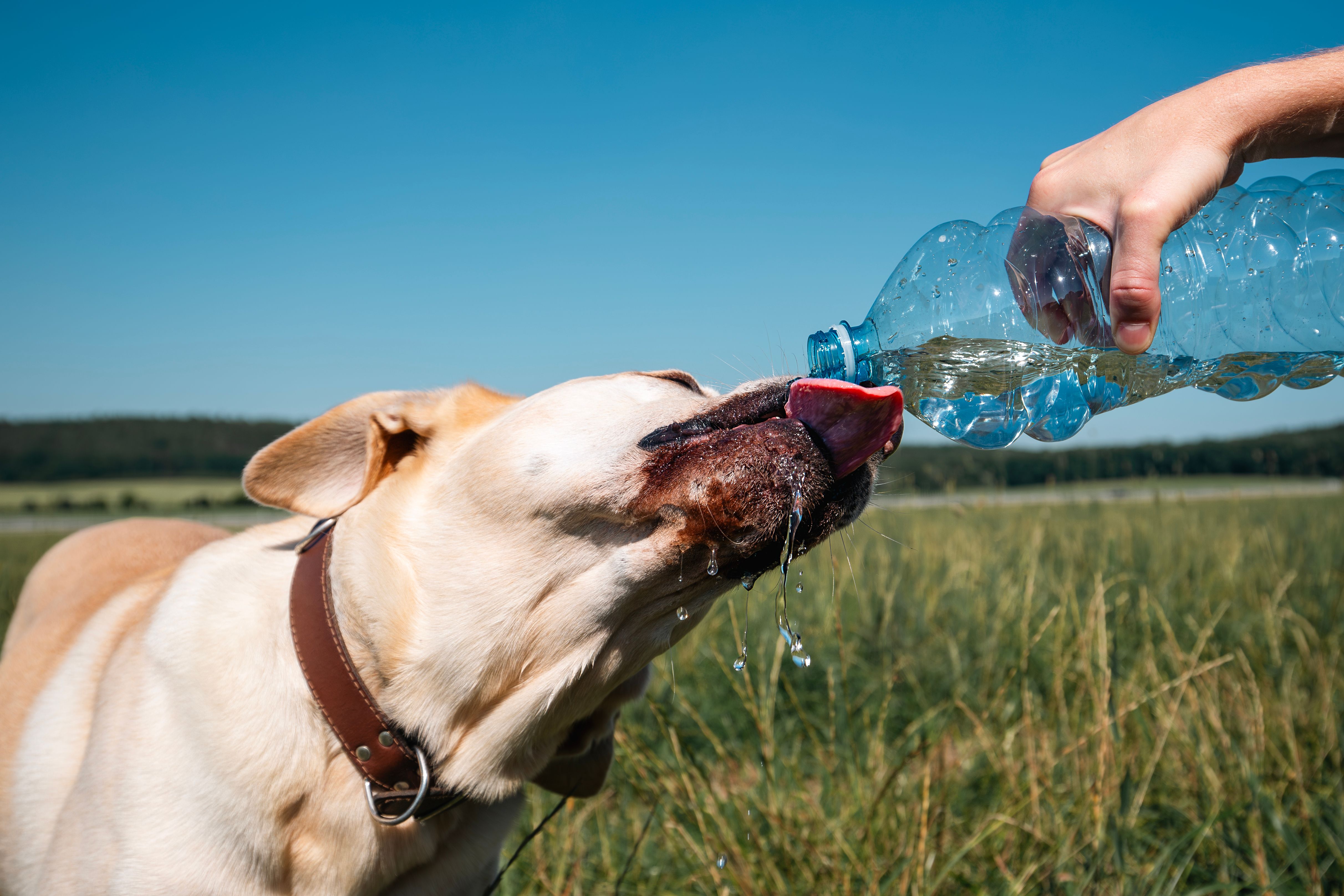 dog in hot weather