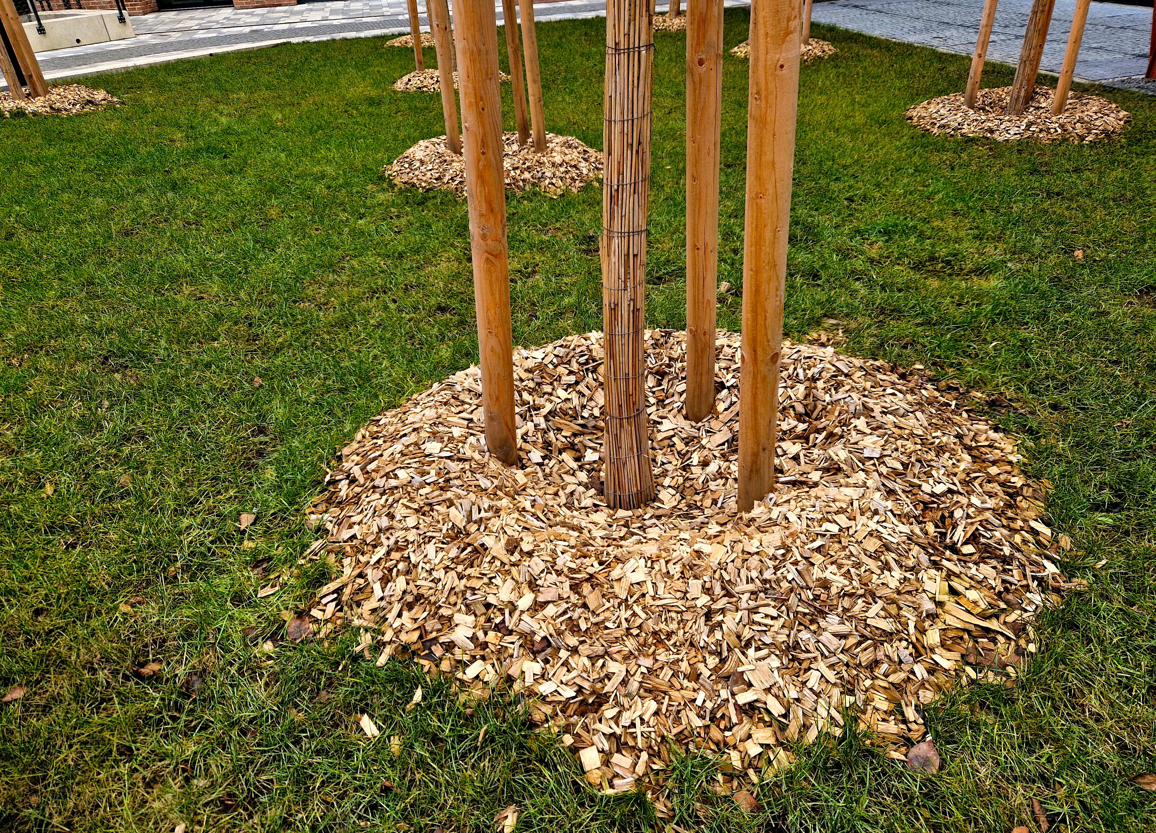 mulching trees
