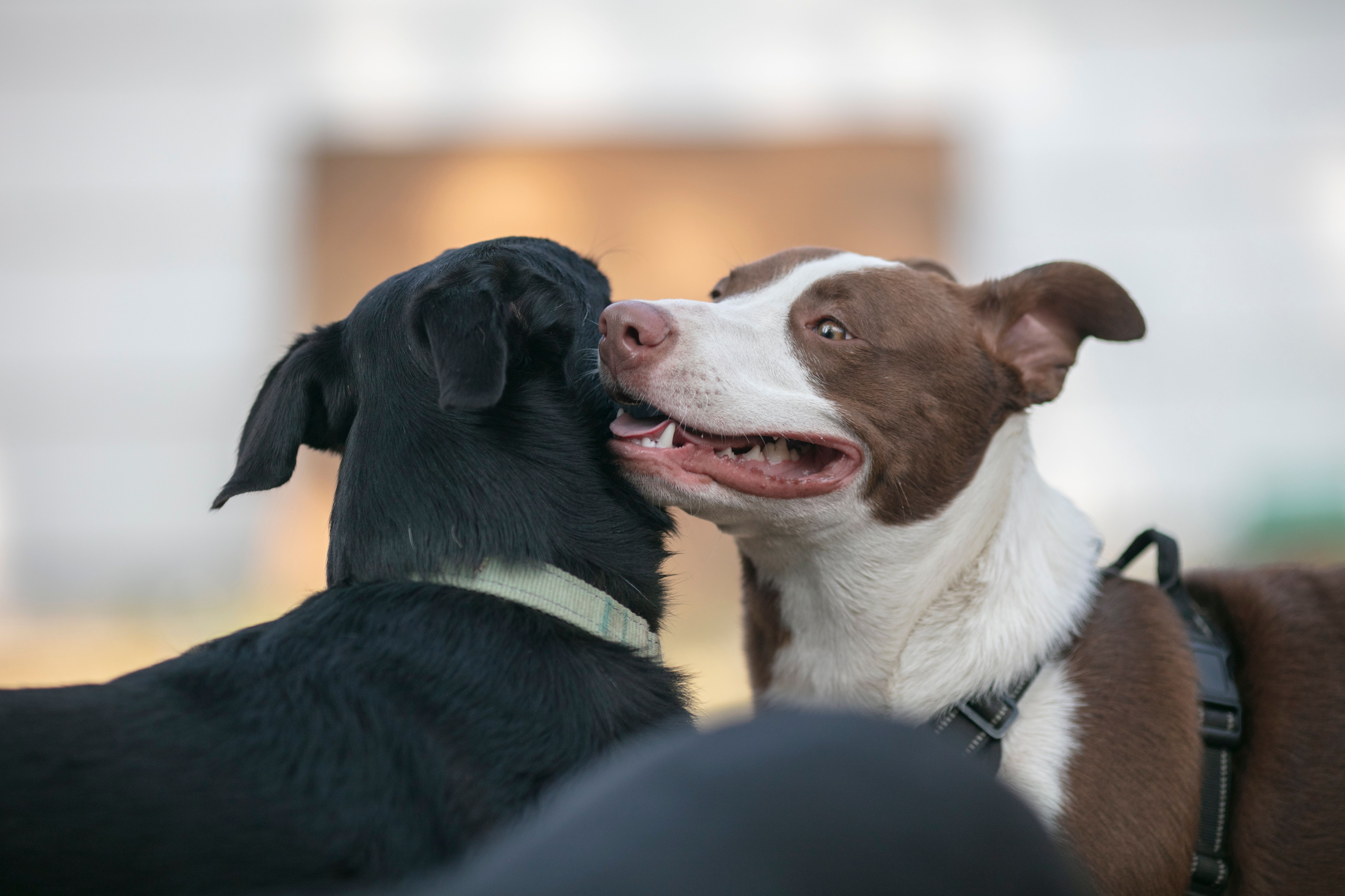 ethical dog breeding