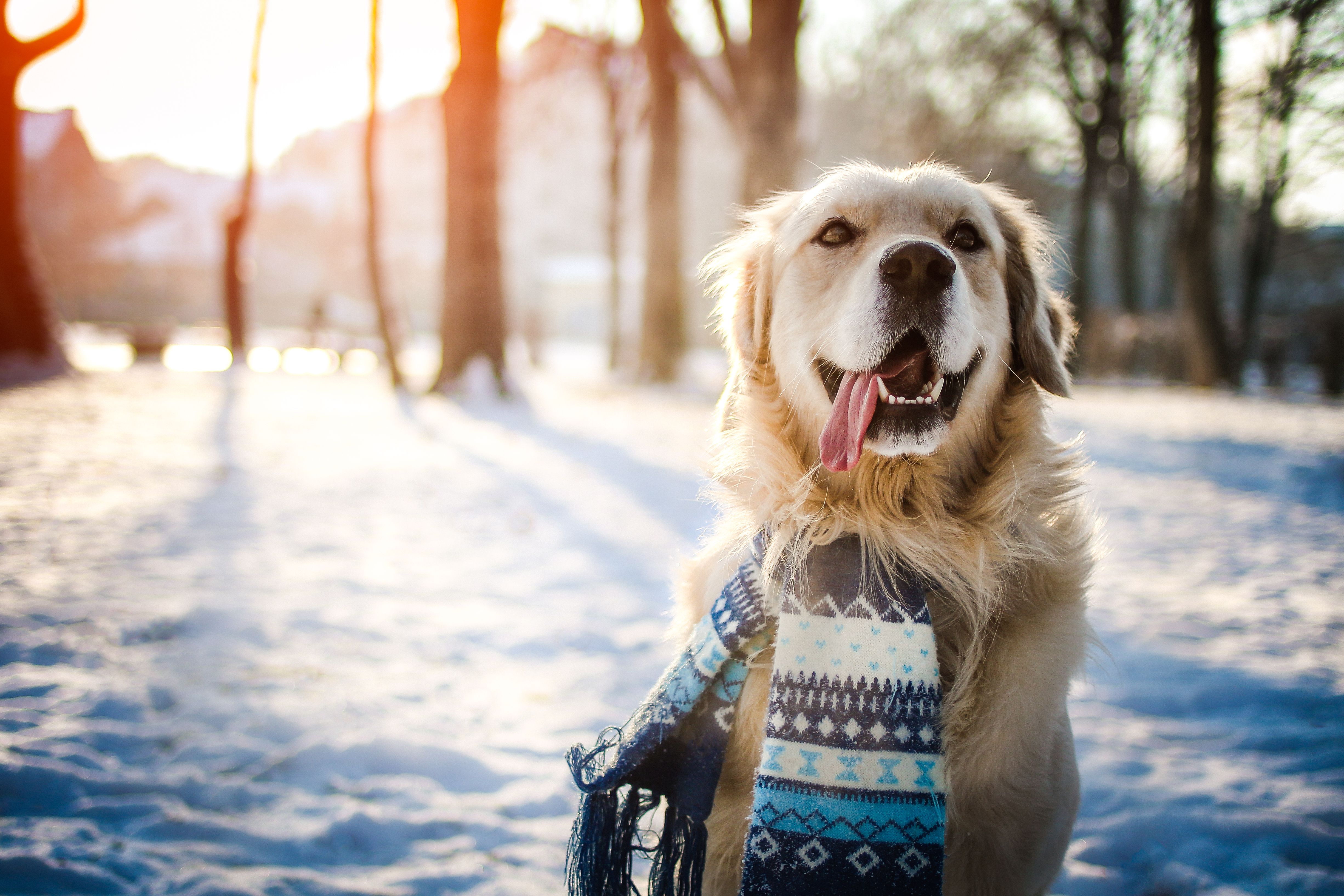 winter pet