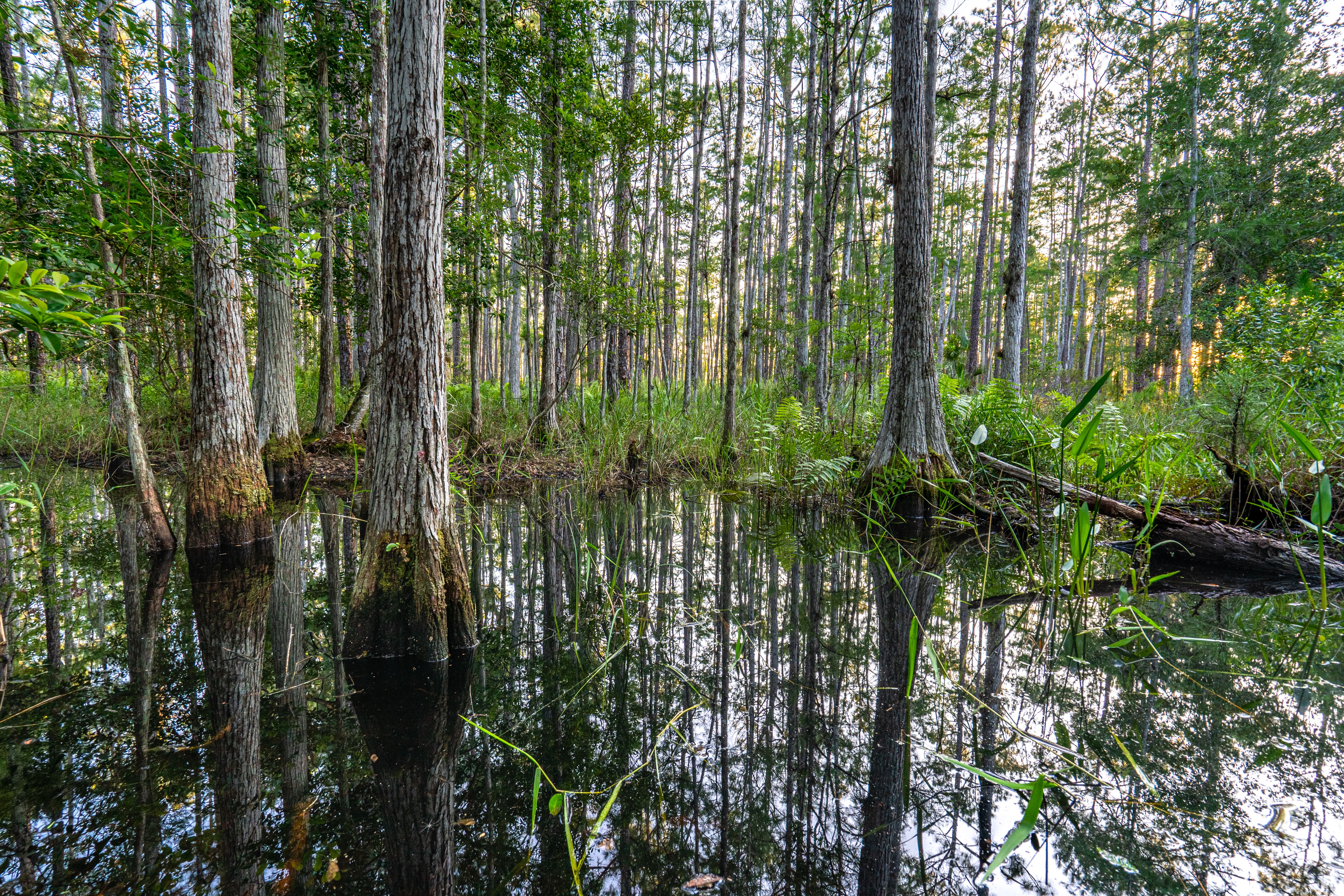 florida wetlands