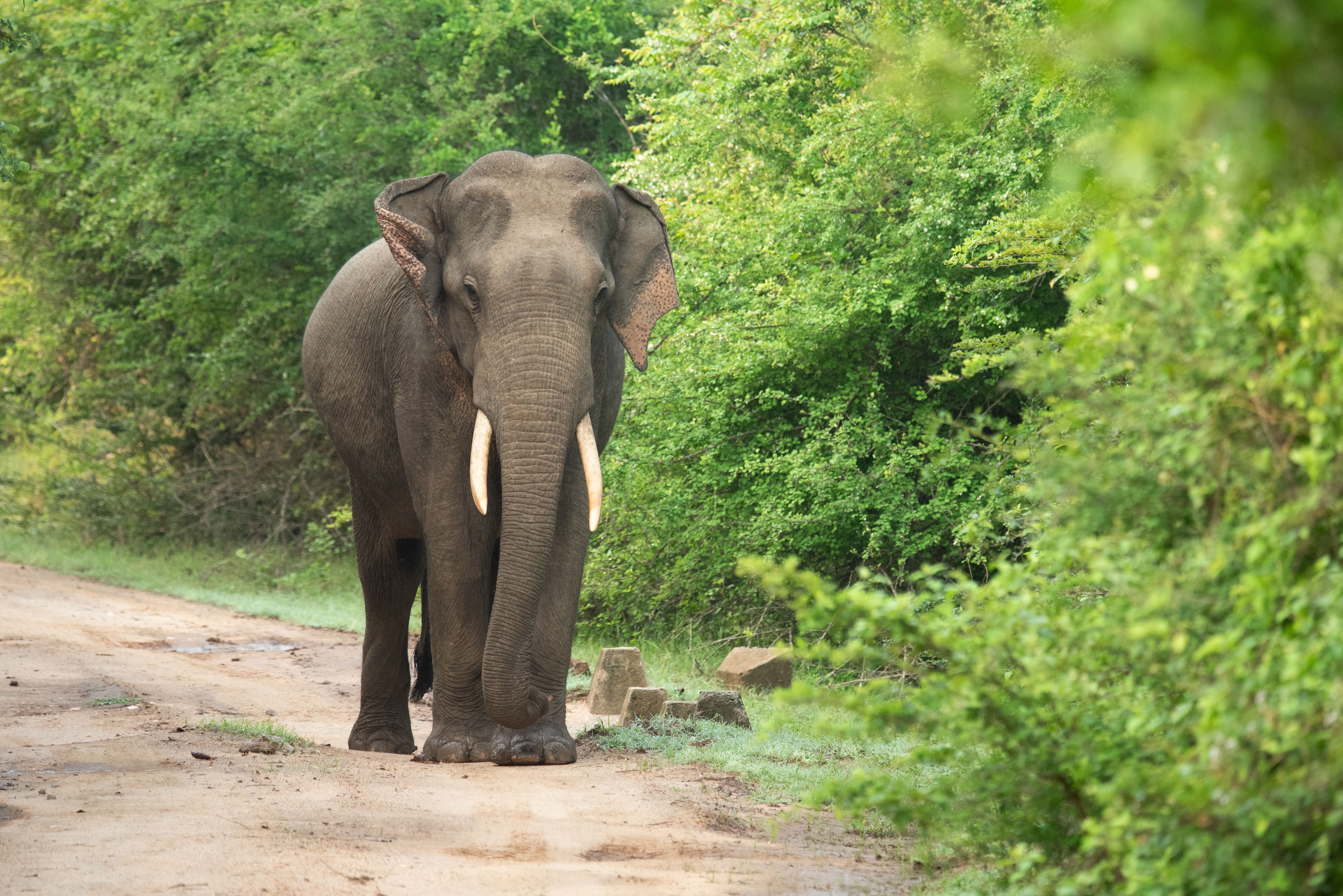 sri lanka wildlife