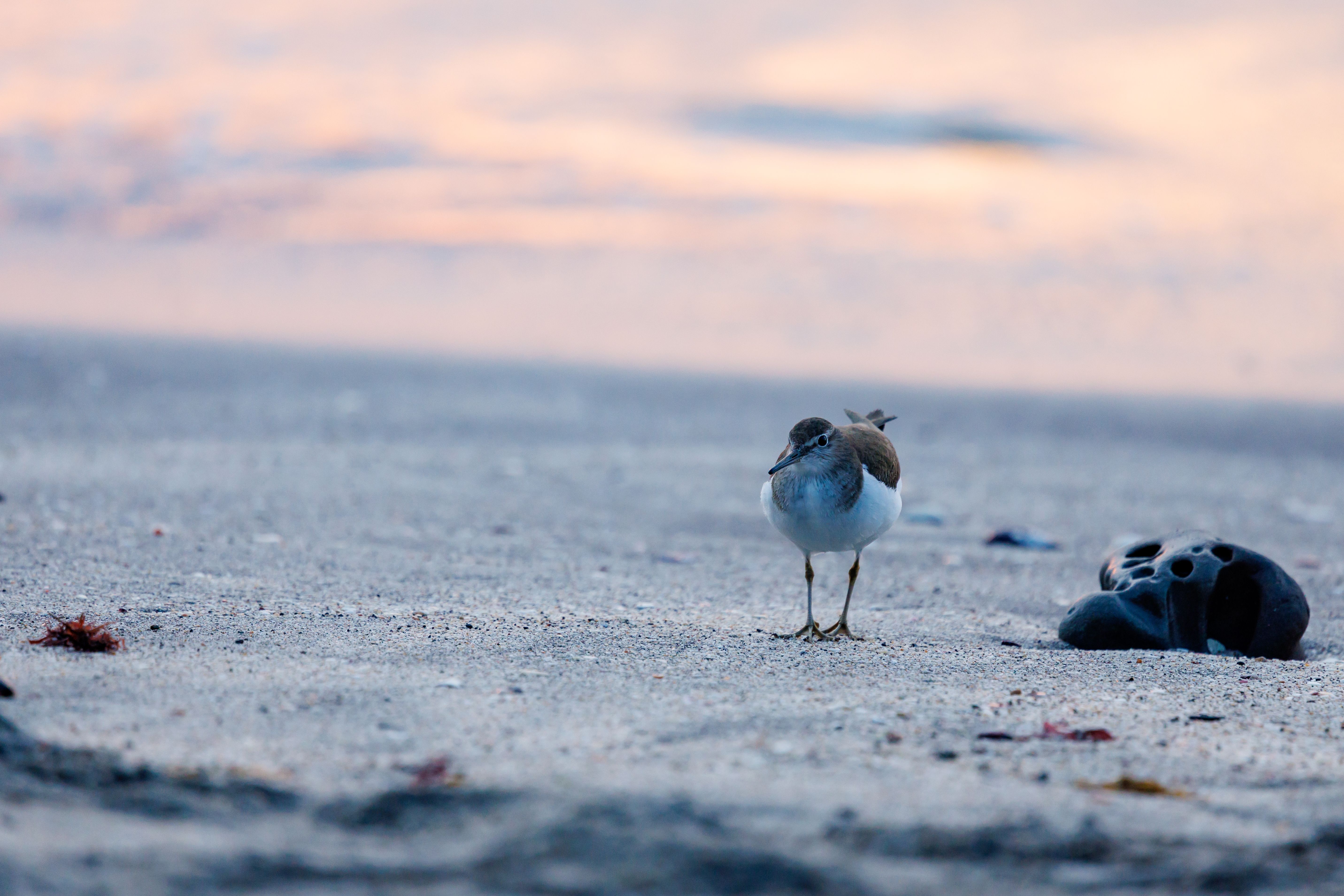 telephoto lens wildlife