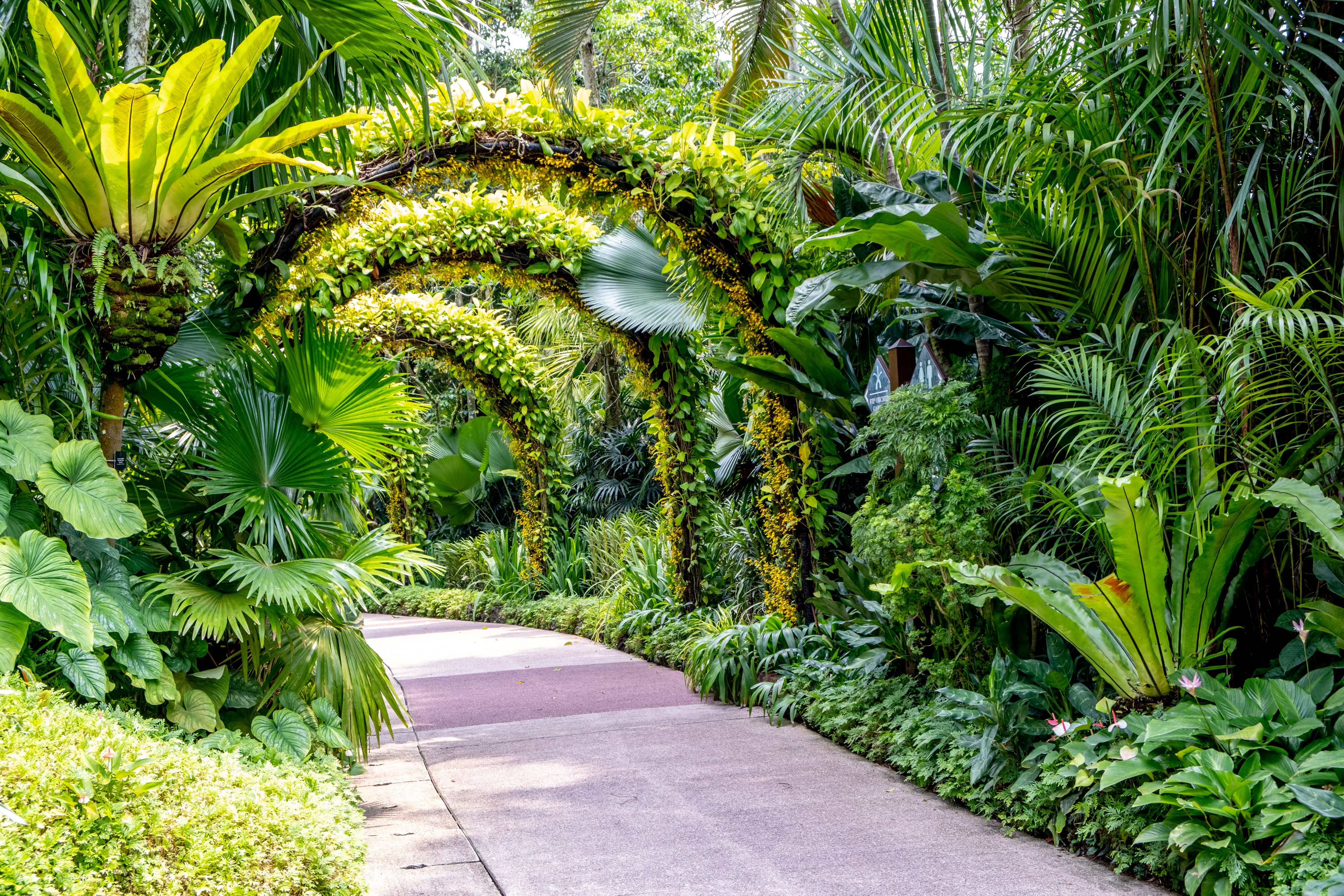 singapore botanic gardens