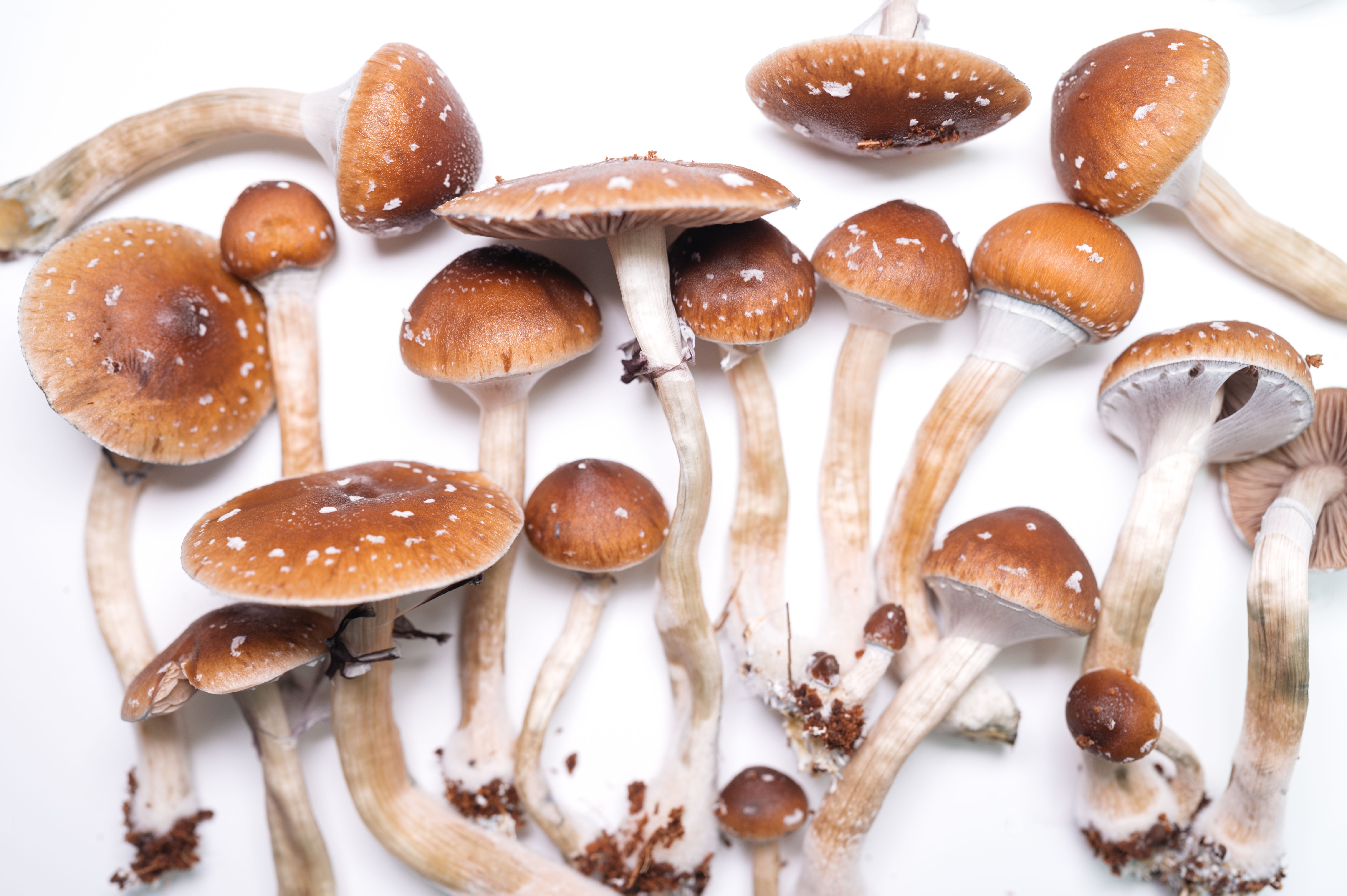 psilocybin therapy
