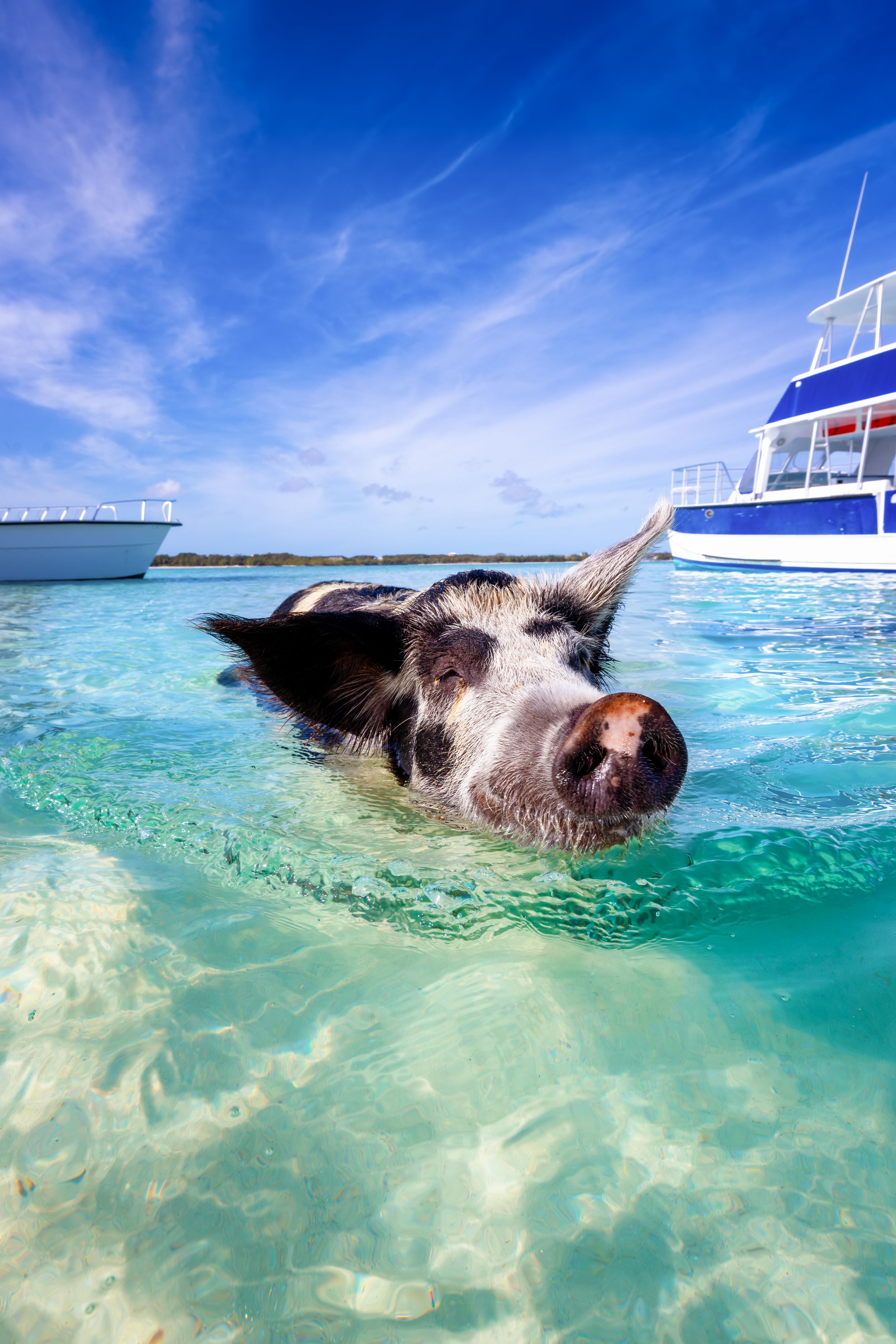 swimming pigs