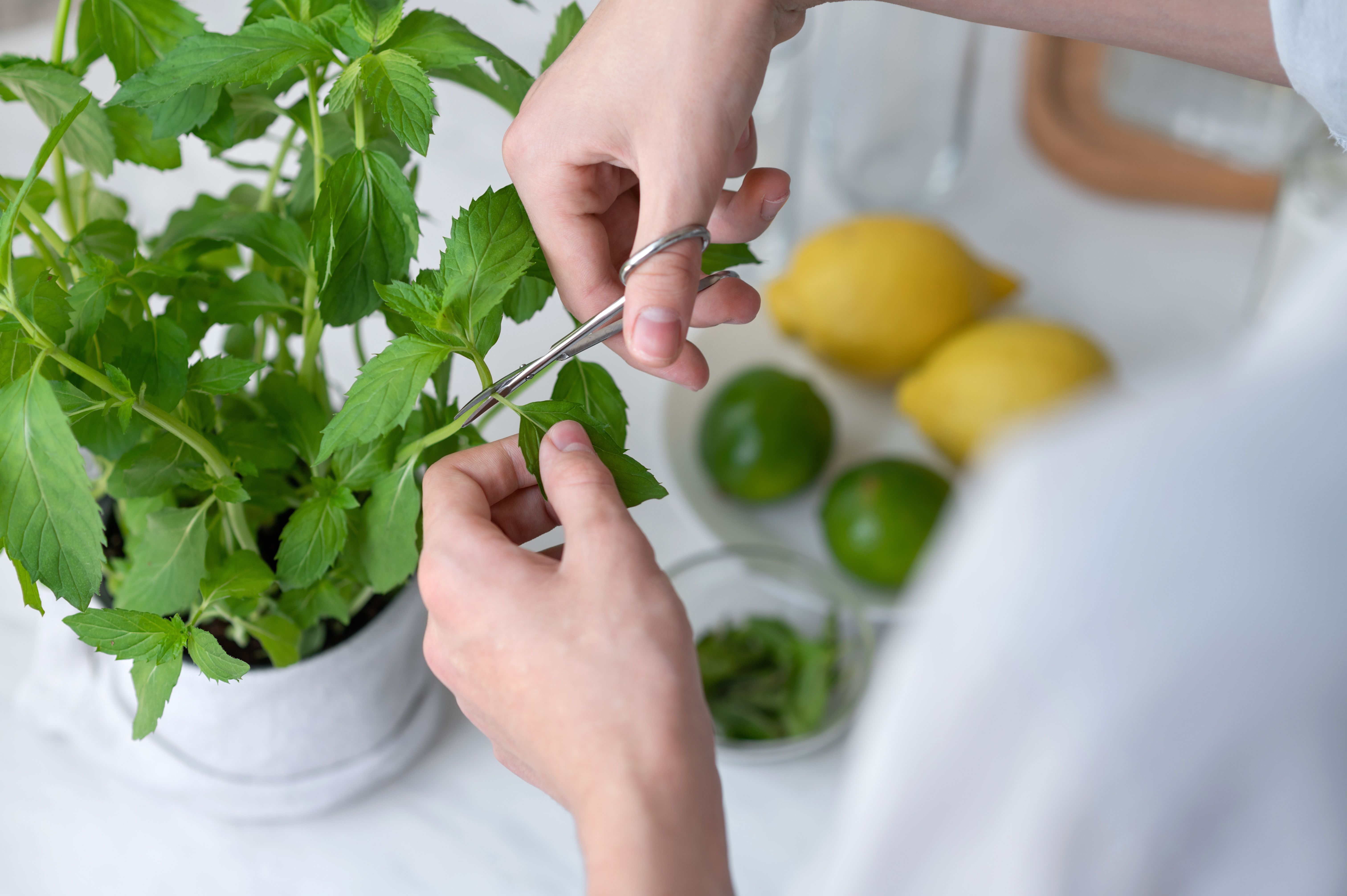 indoor herb garden