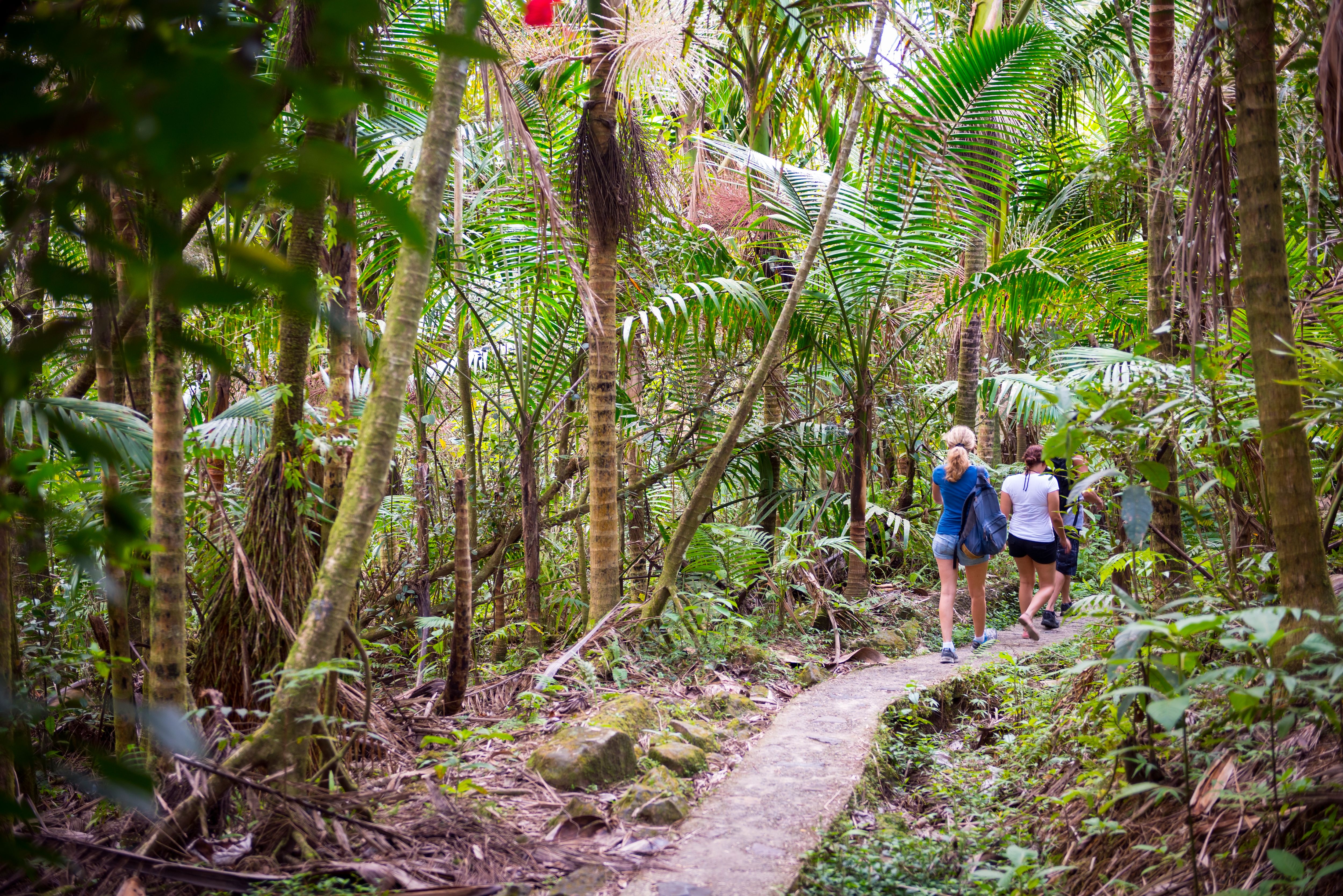 People hiking at El Yunque National Forest in Puerto Rico