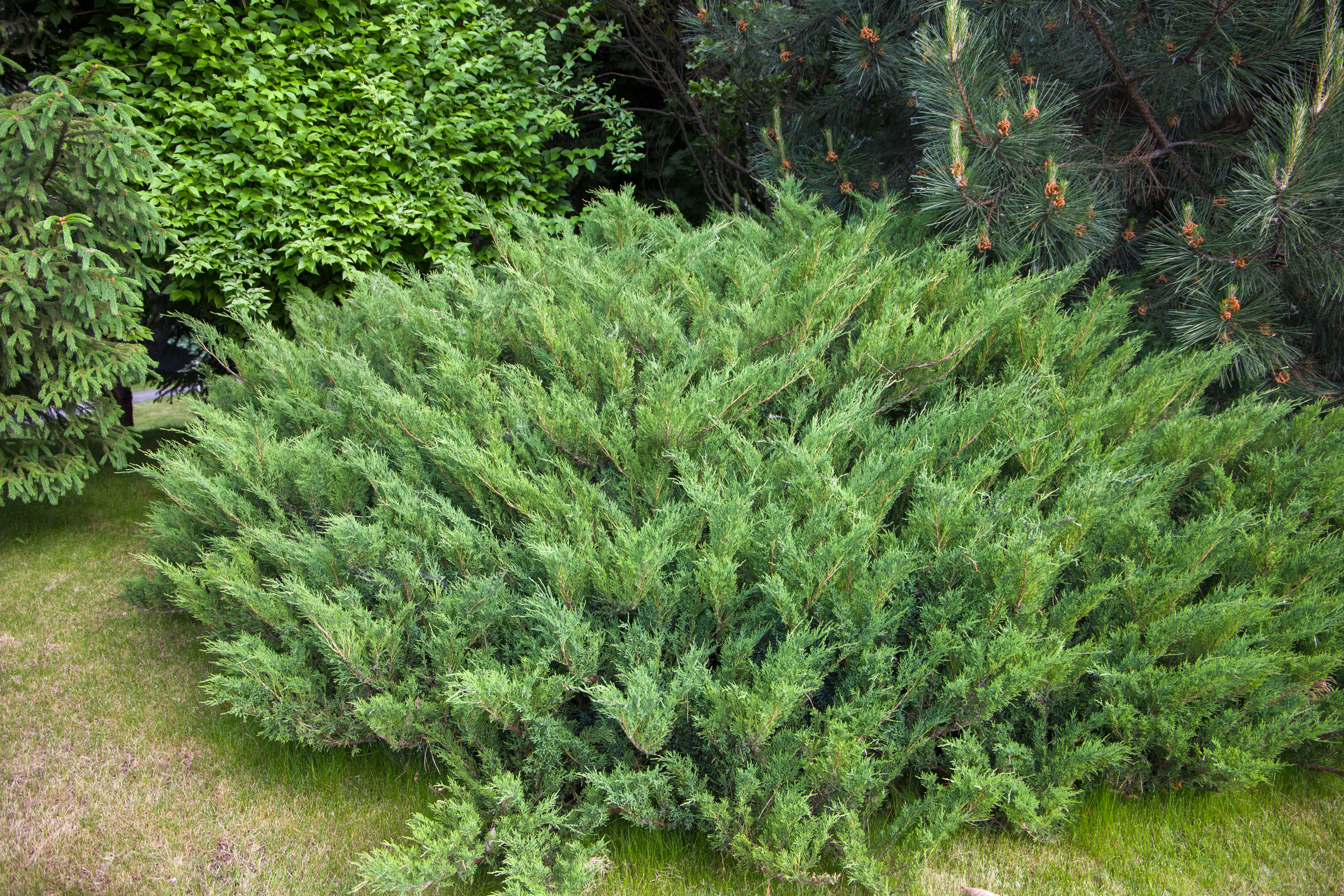 evergreen plants