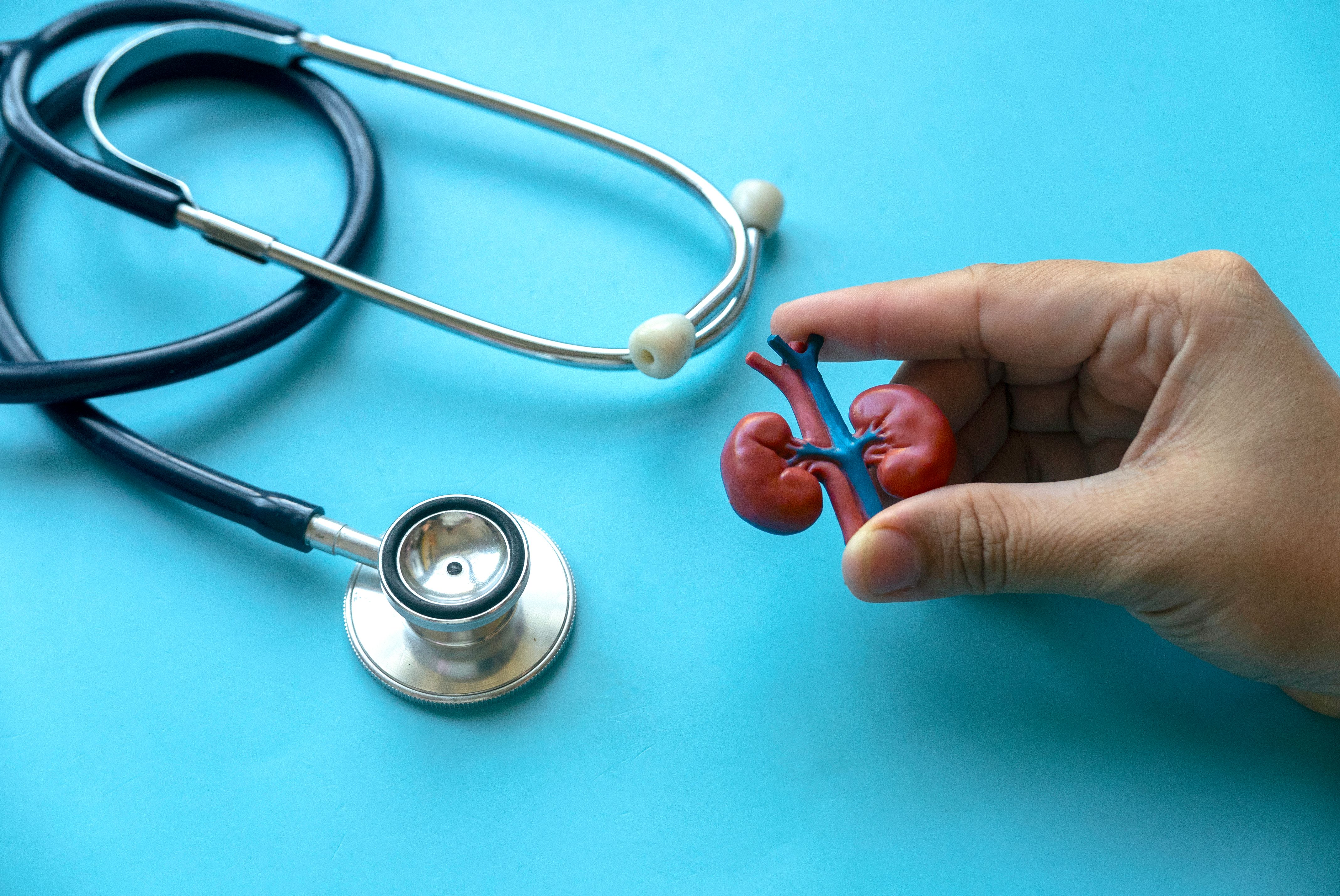 Concept of World kidney day, National Organ Donor Day, donation, diagnosis, protection and treatment. Healthcare banner. Hand holding kidney model.