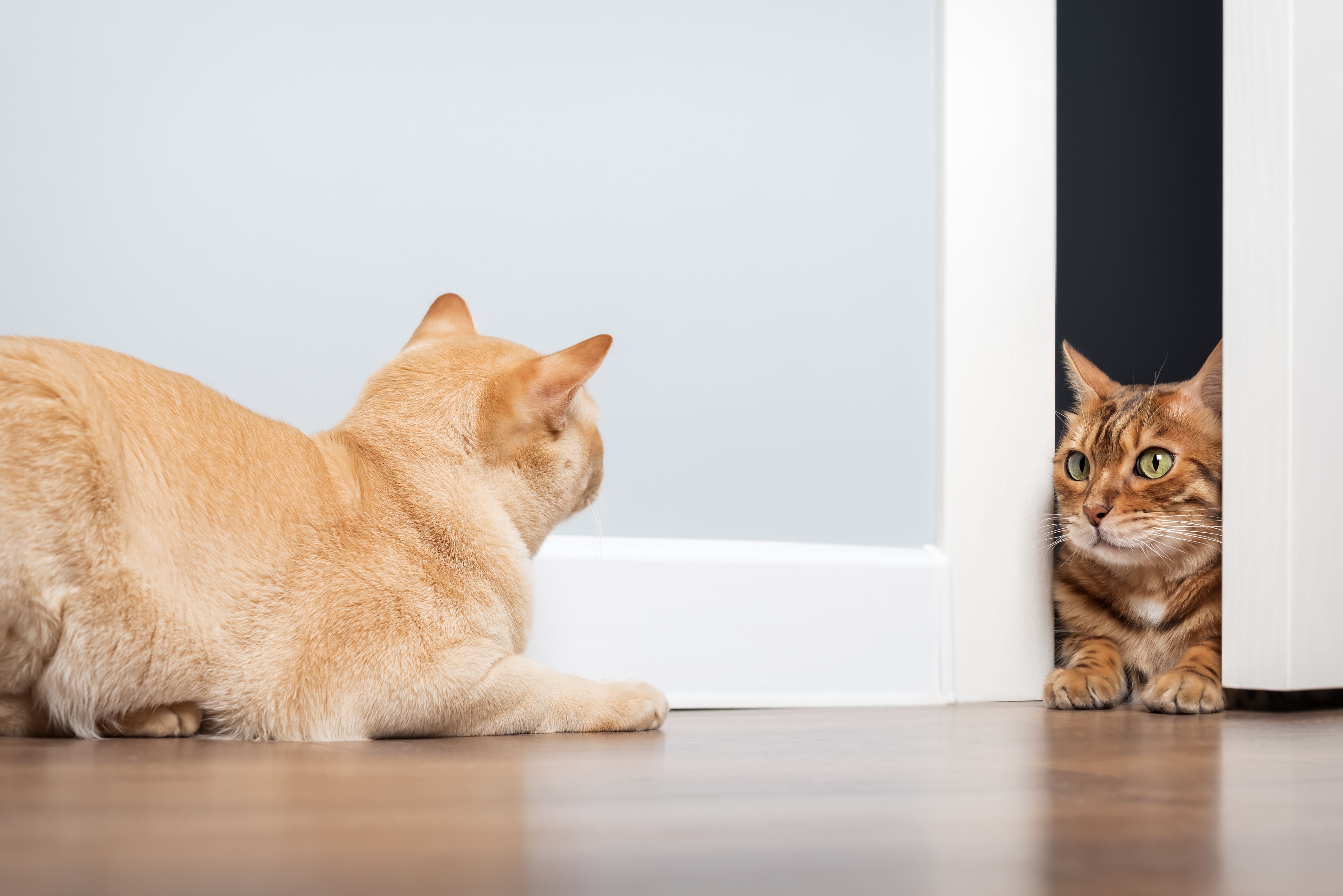 Playful Felines Behind the Door Playful Felines Behind the Door