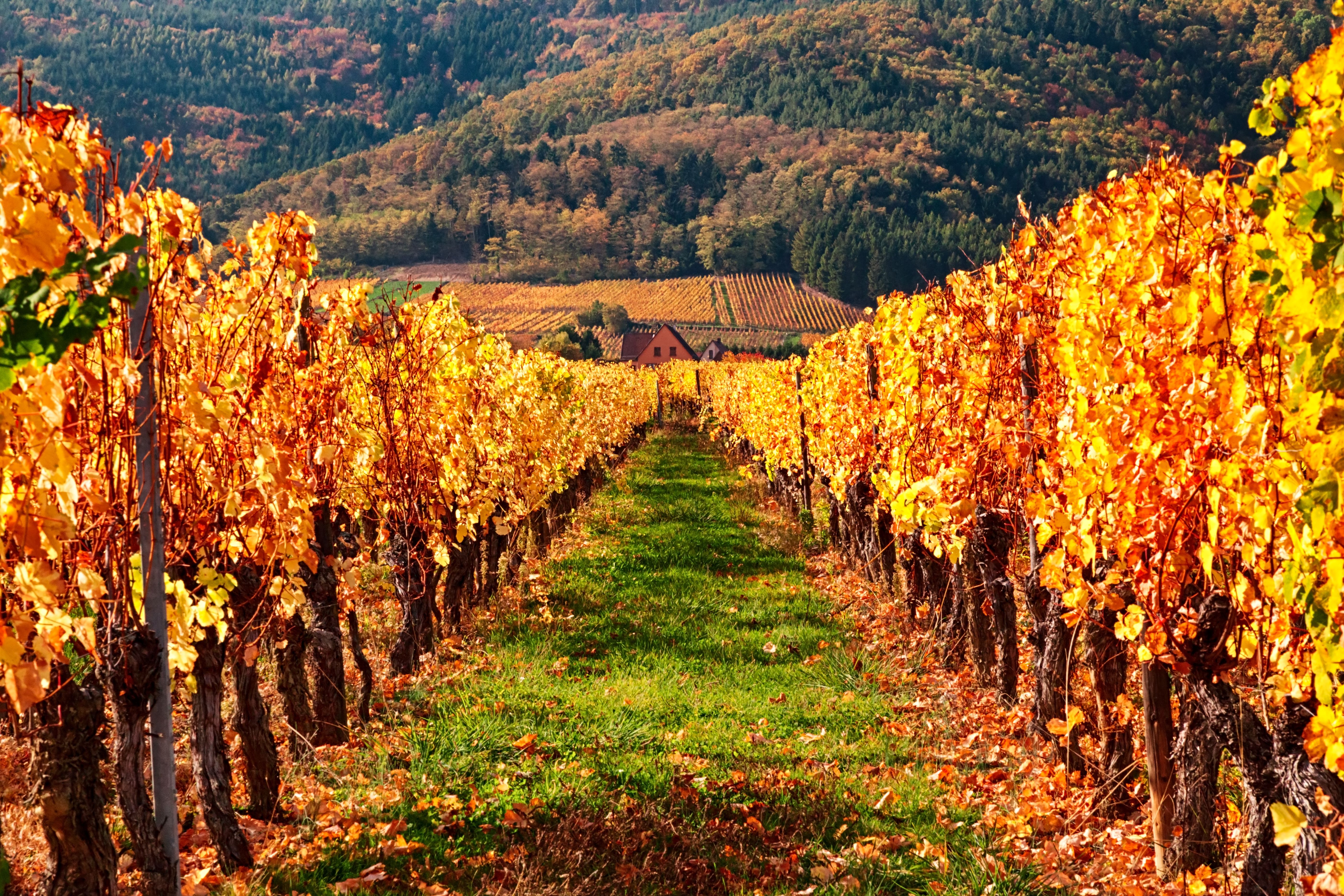 autumn vineyards