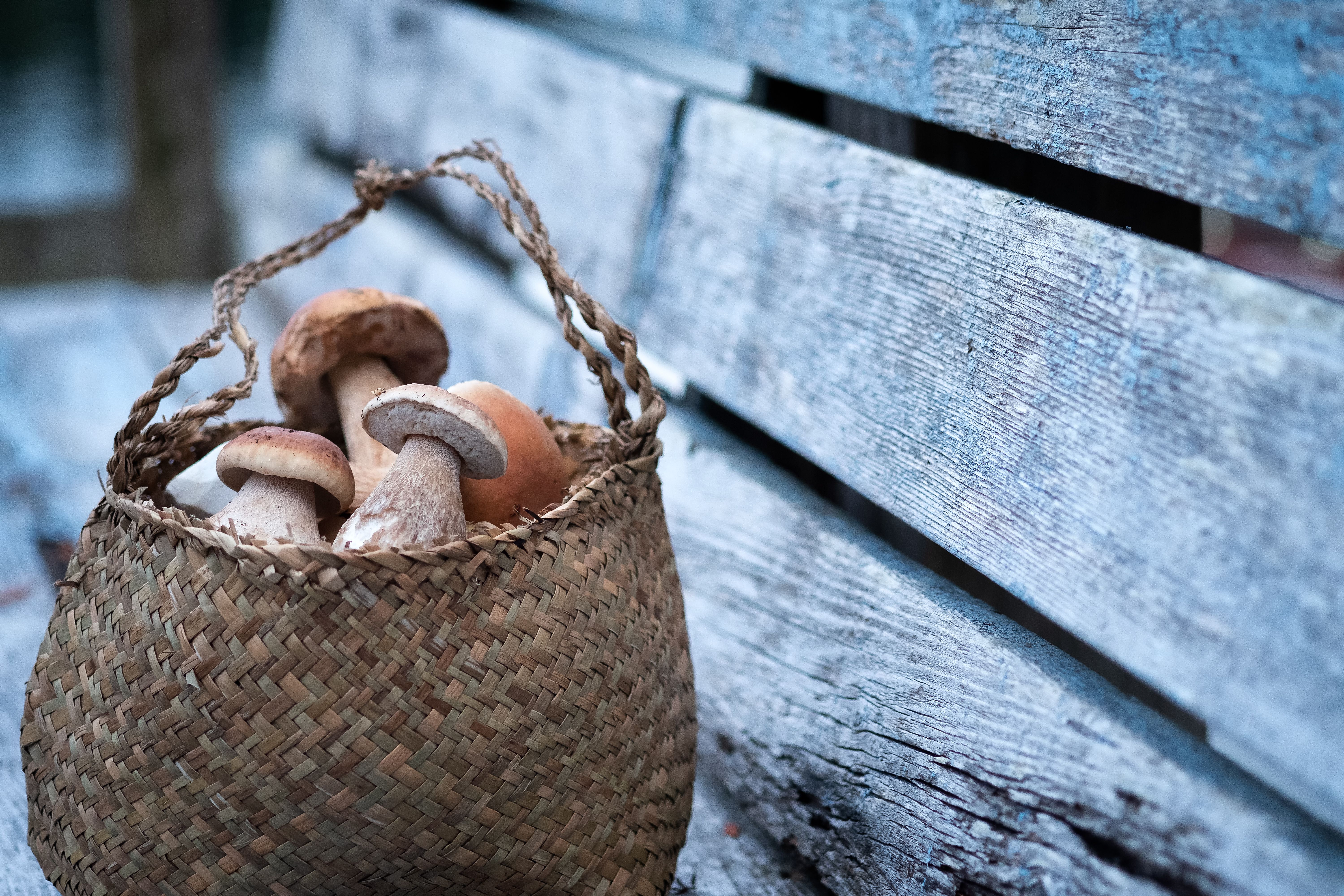 foraged mushrooms