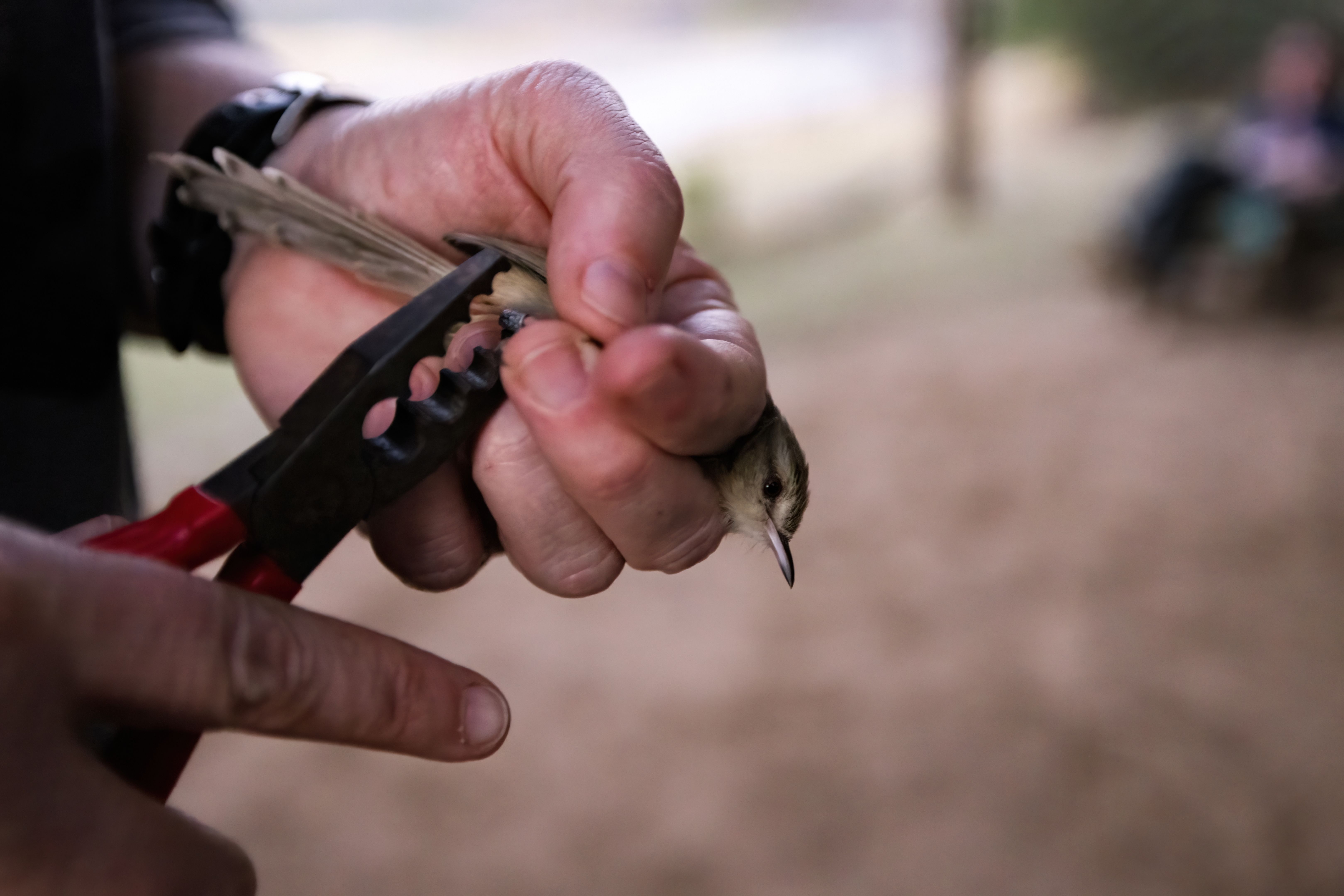 bird conservation policy