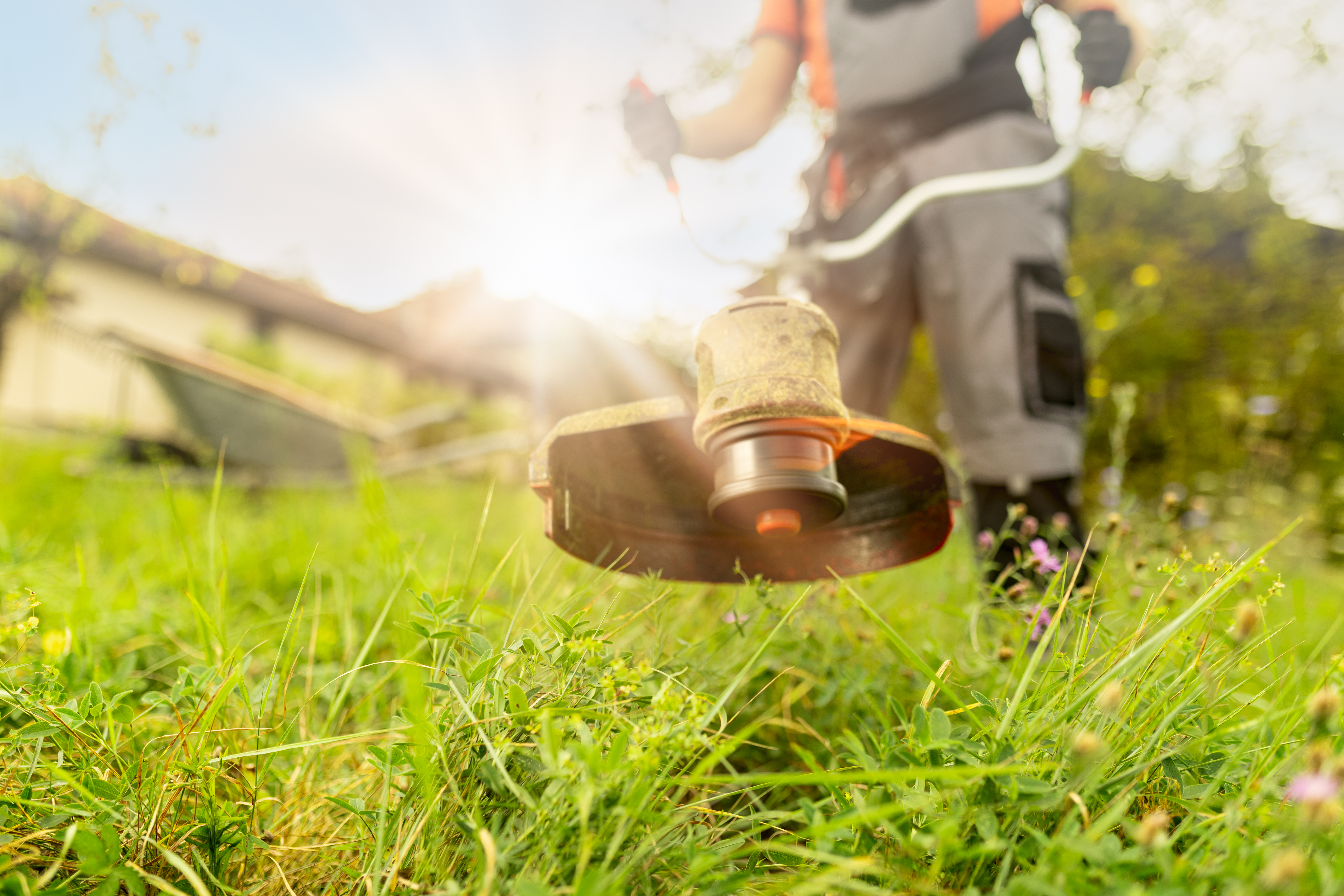 Close up of man using grass trimmer for cutting lawn in his garden on sunny summer day. Focus on grass