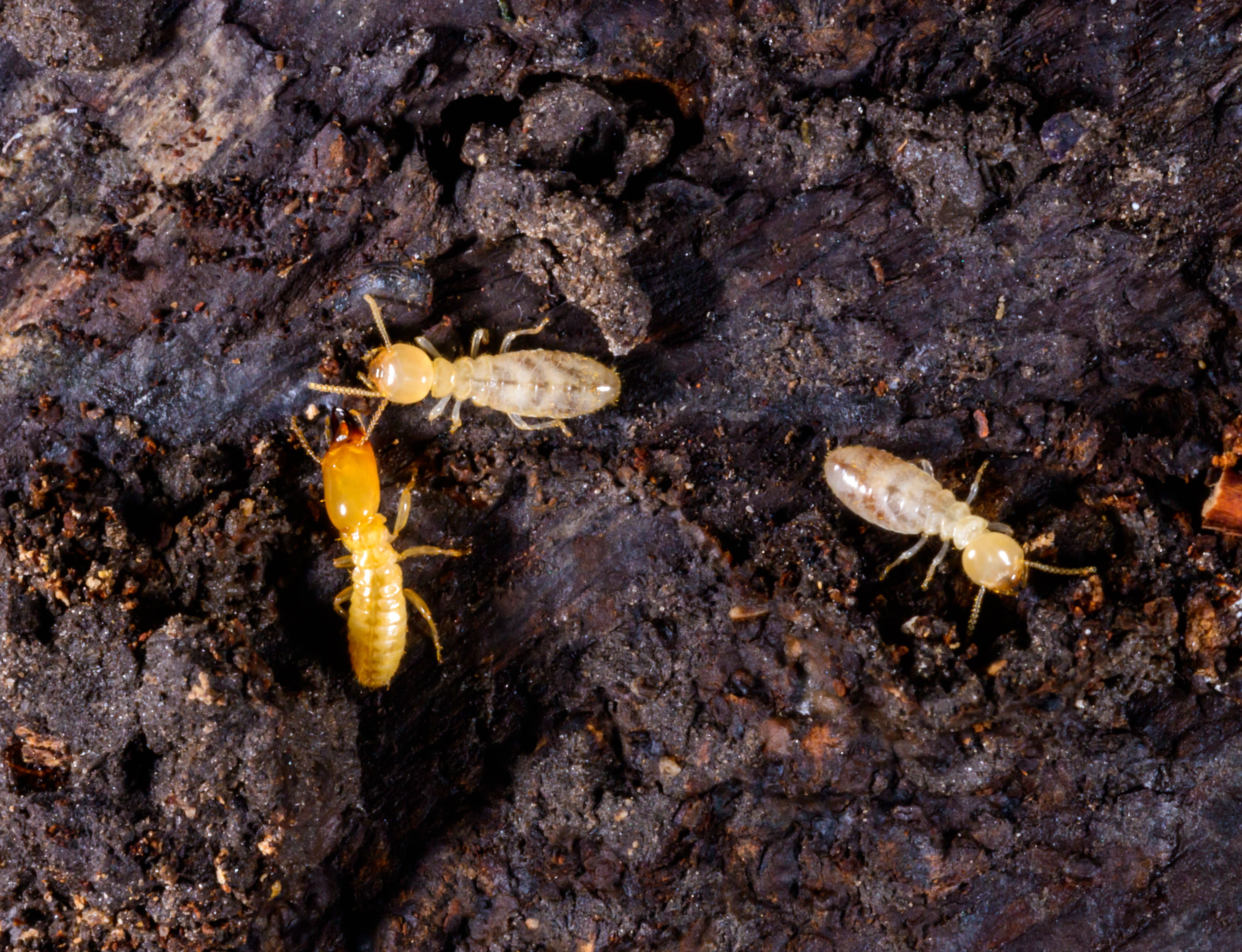 termite treatment