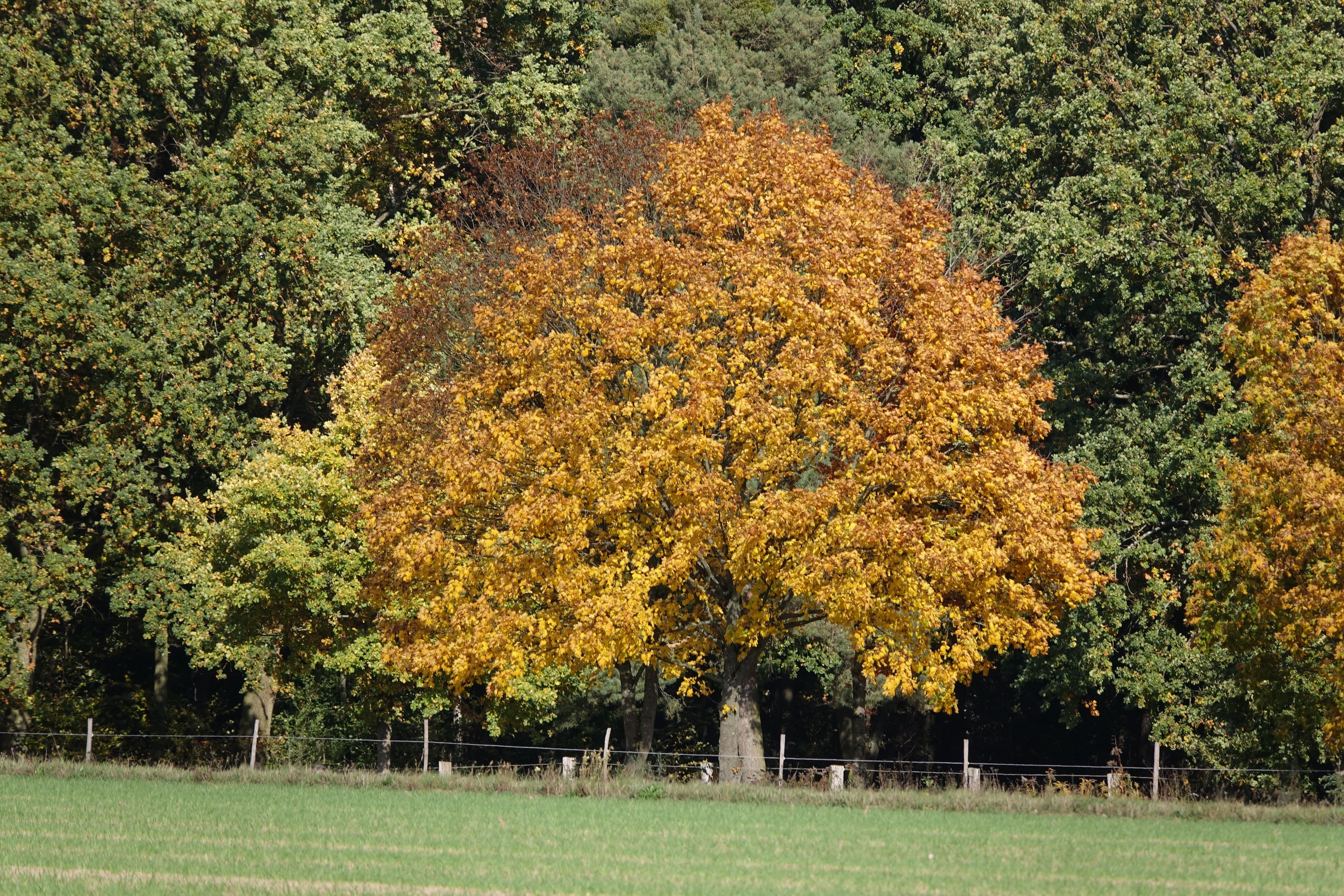 herbst landschaft