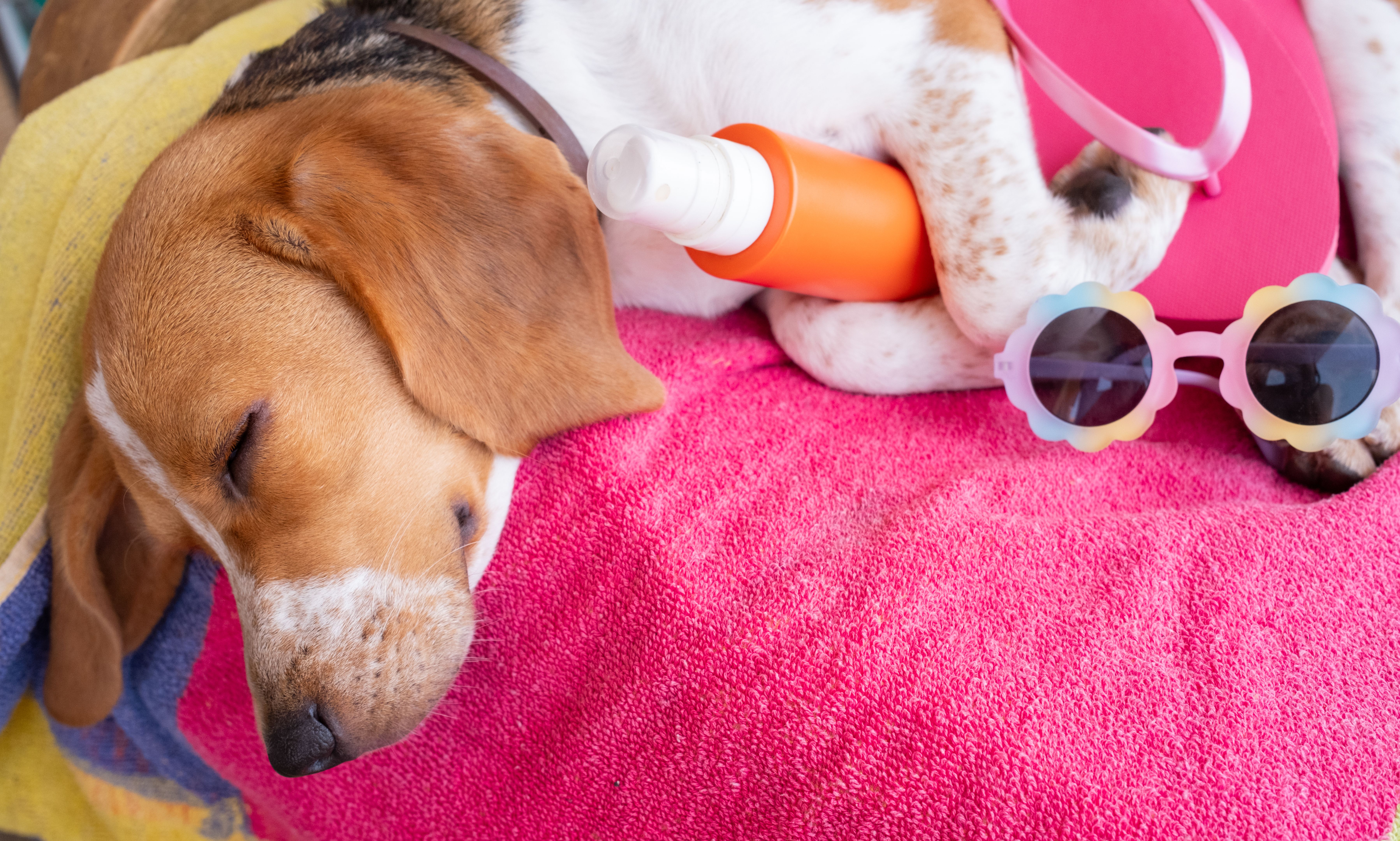 sun protection for dogs