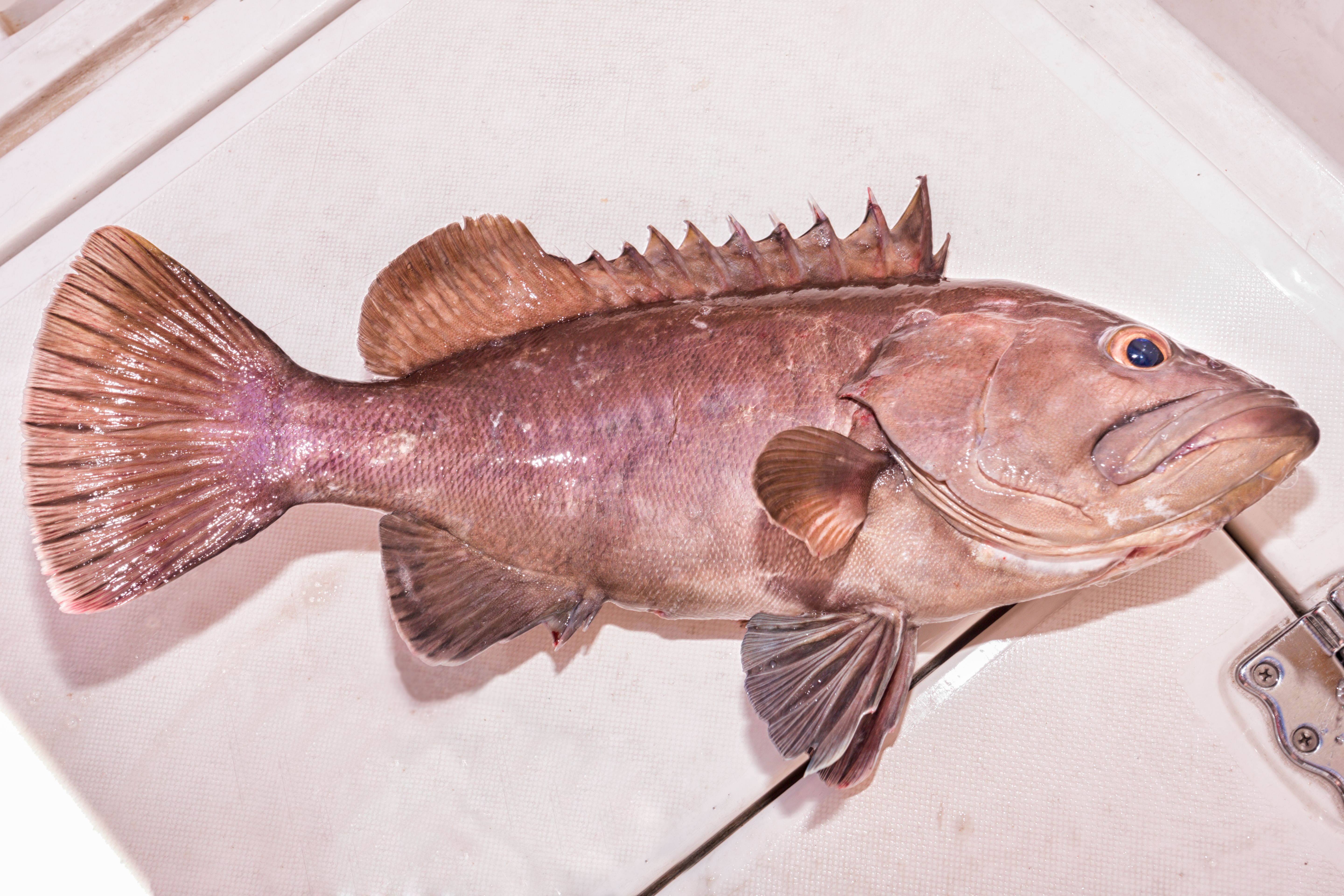 kenkey fish
