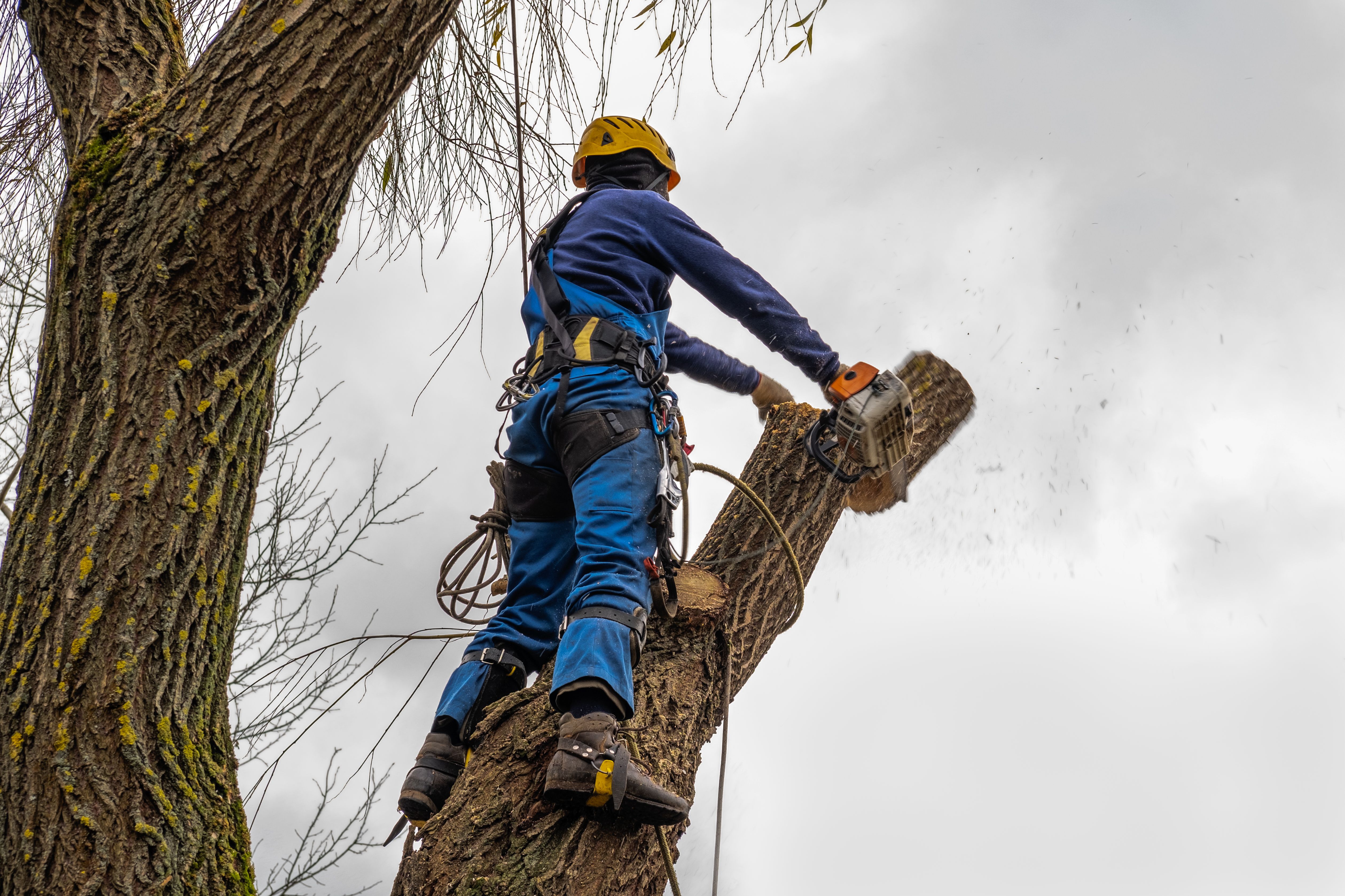 professional tree service