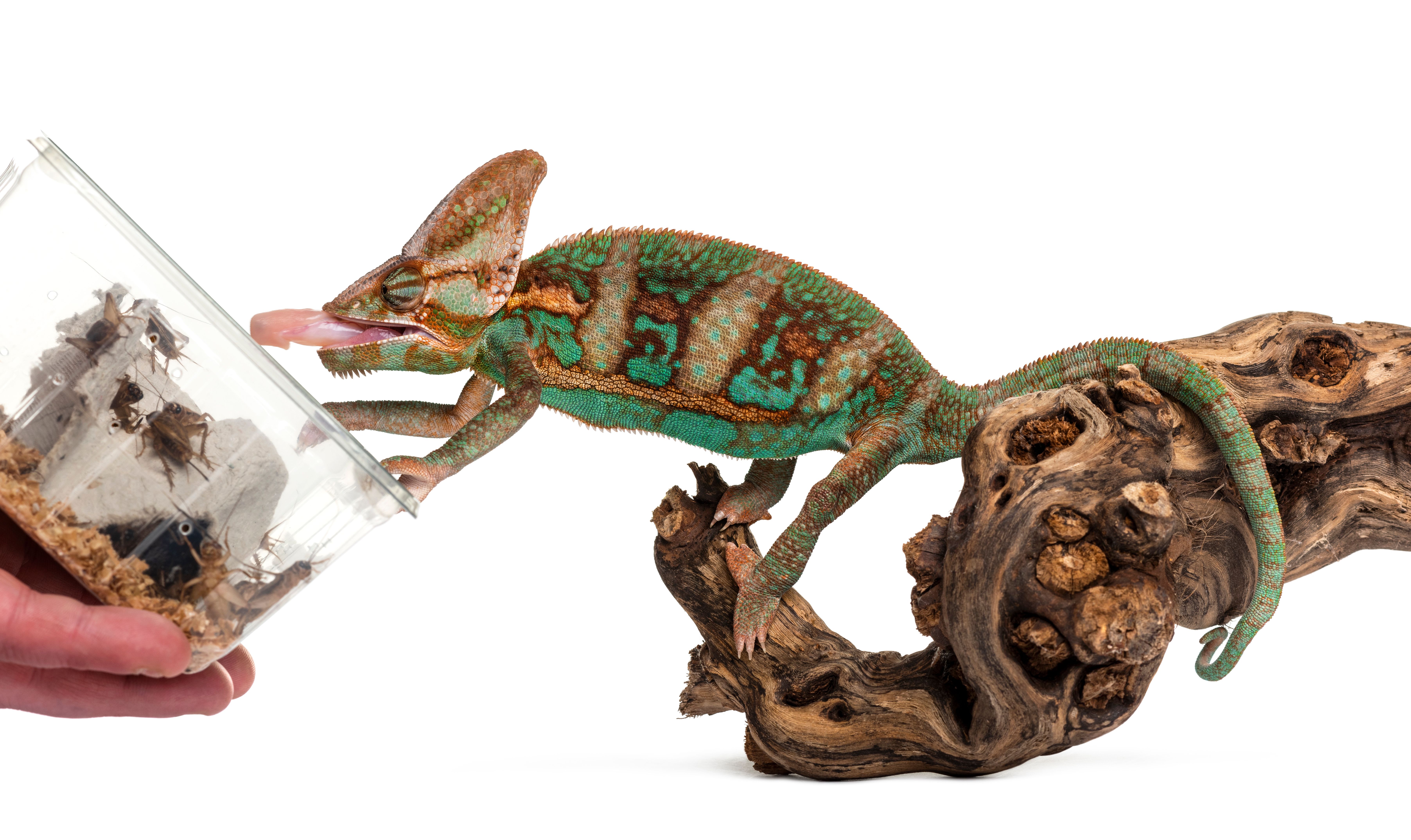 reptile diet variety