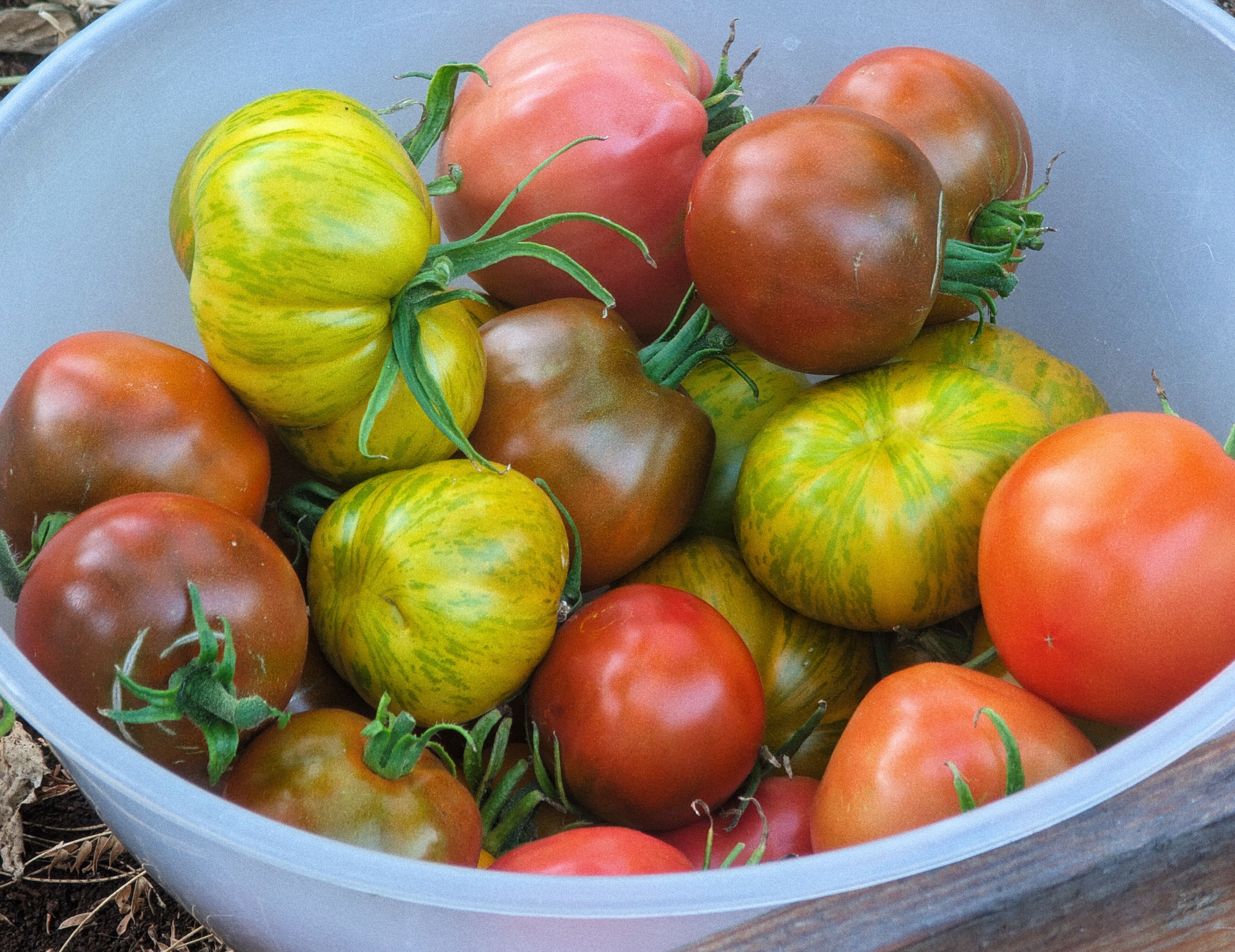 Colorful homegrown tomatoes displaying natural diversity from garden to table