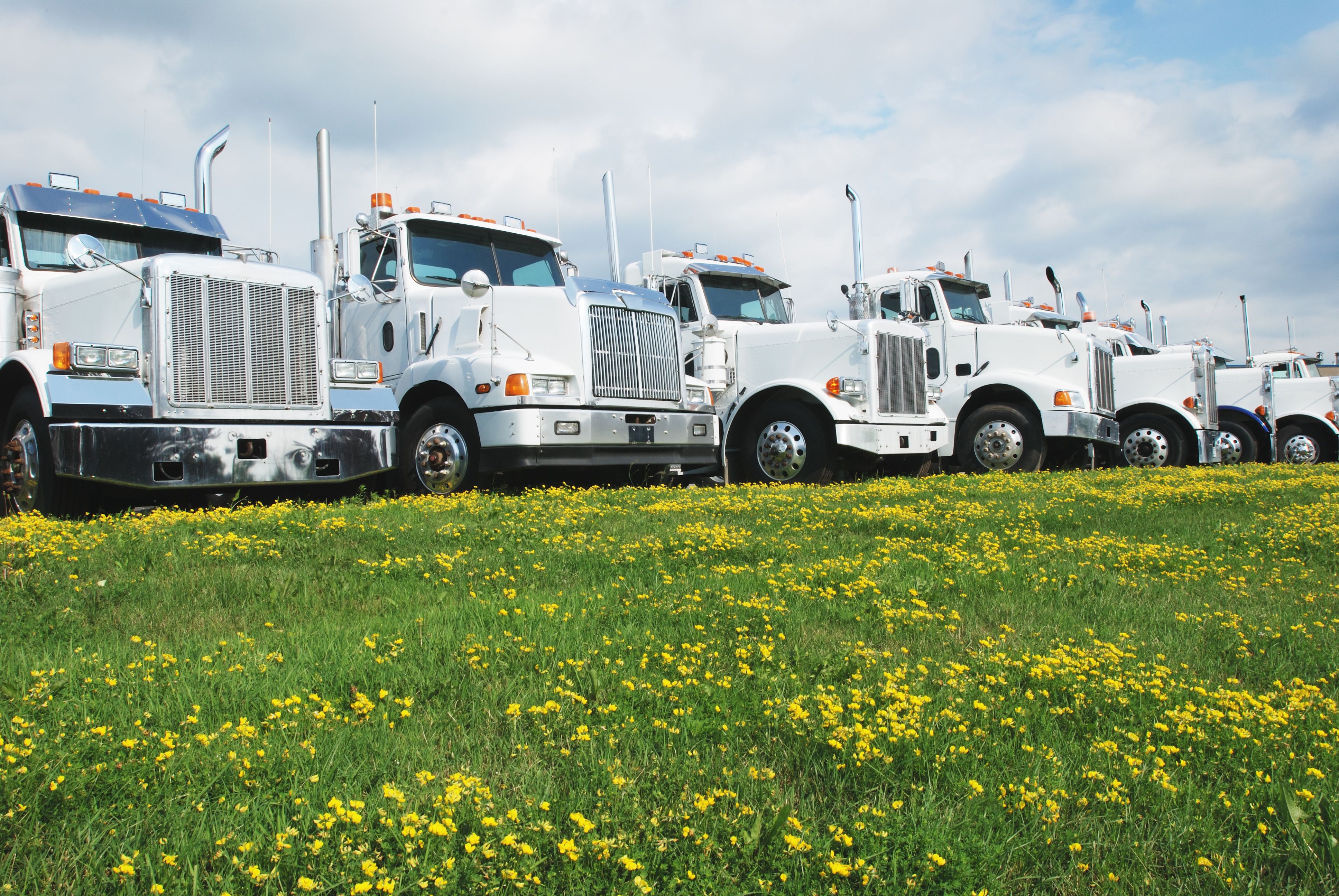 A row of trucks lined up in front of a field of flowers 