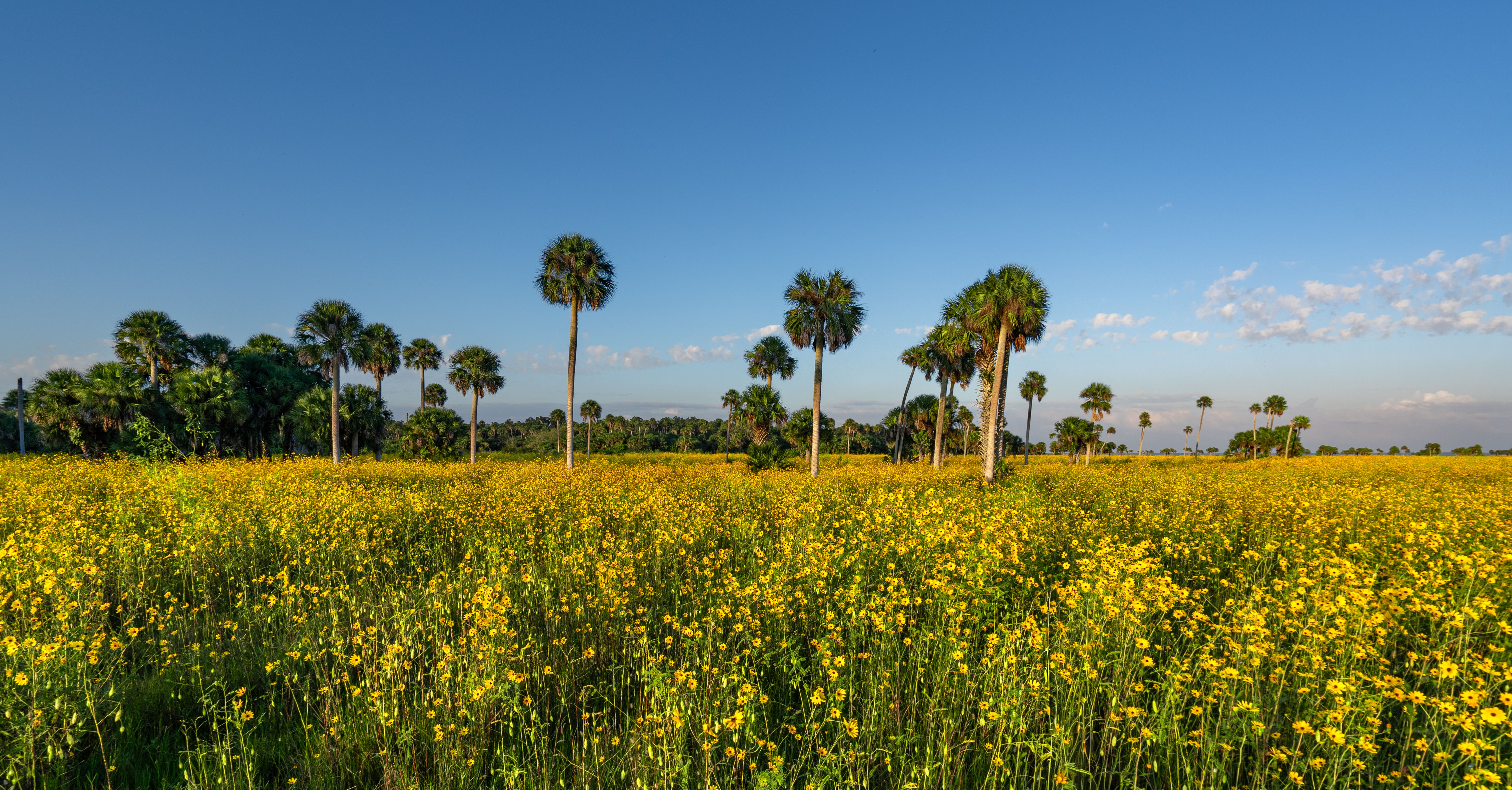 florida landscape