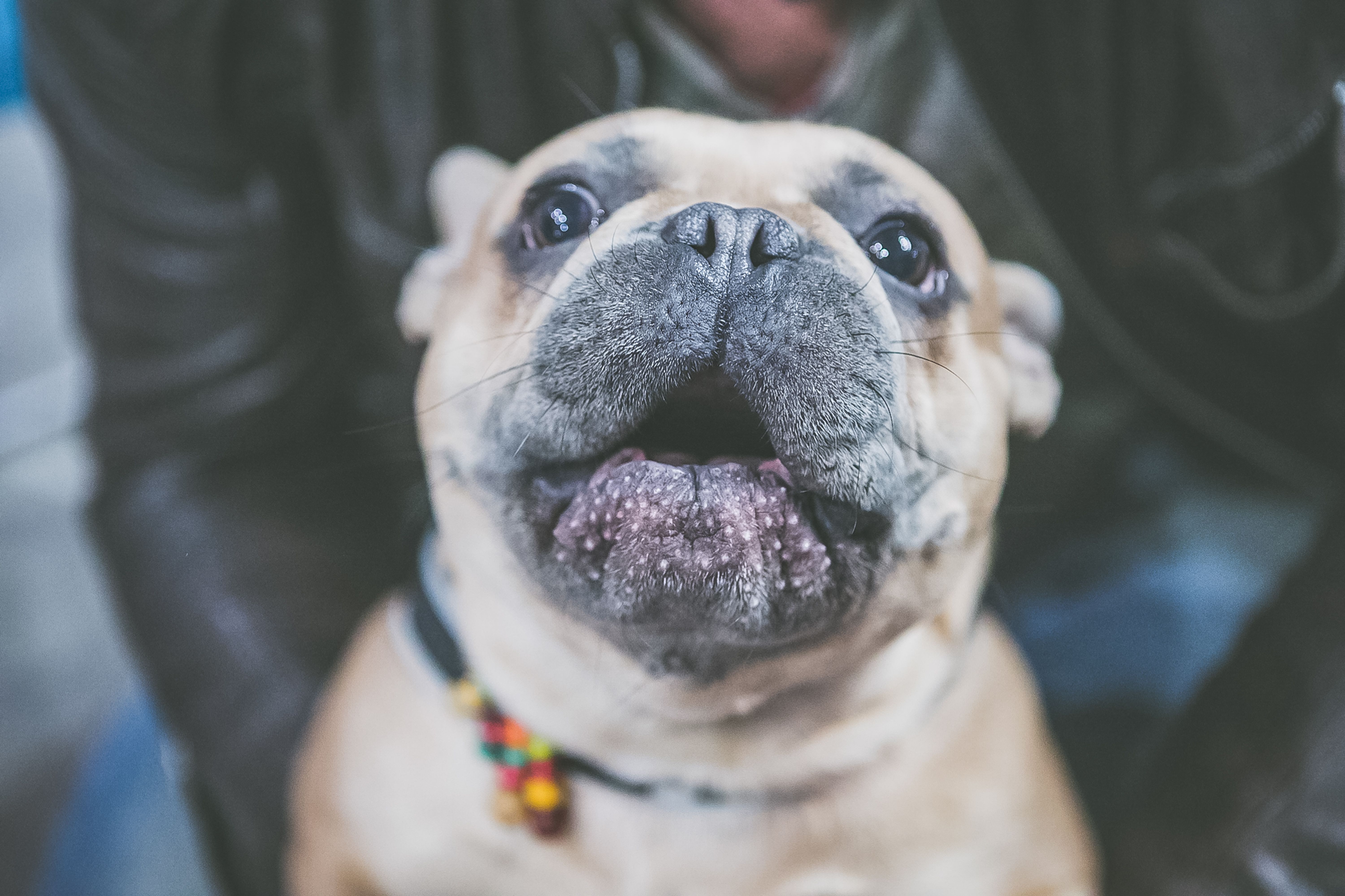 Portrait Of Dog At Home Portrait Of Dog At Home