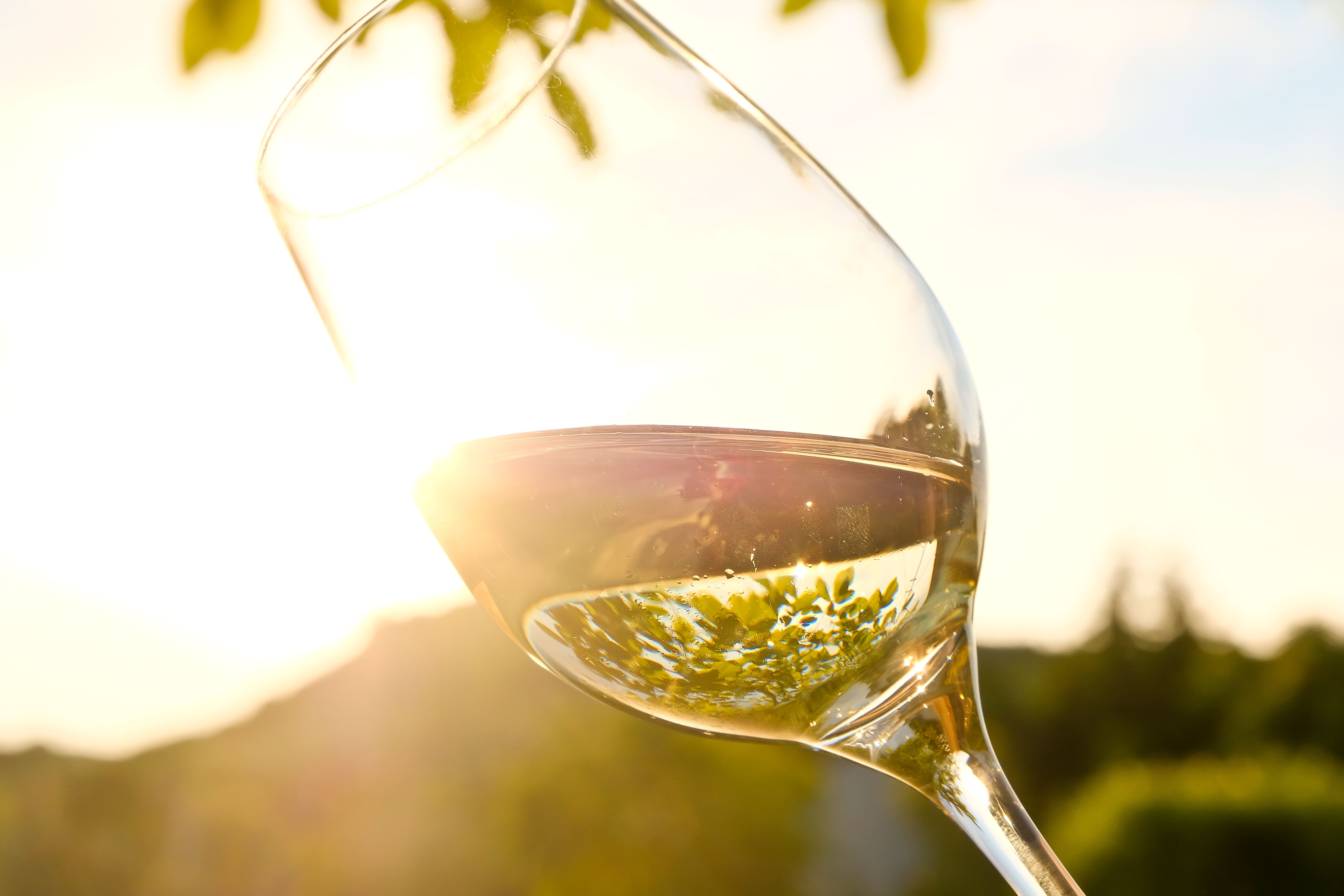 glass of white wine