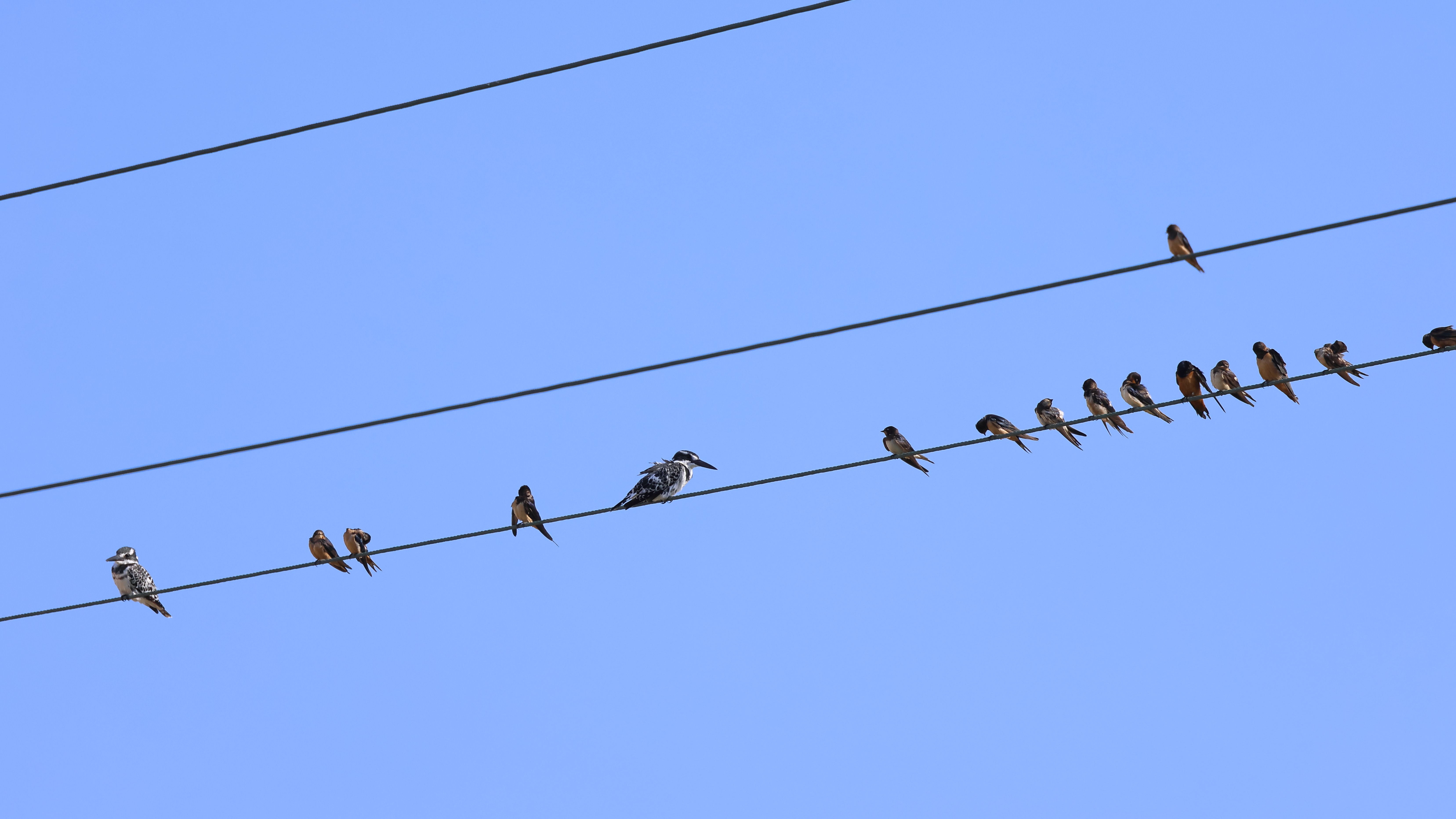 wildlife power lines