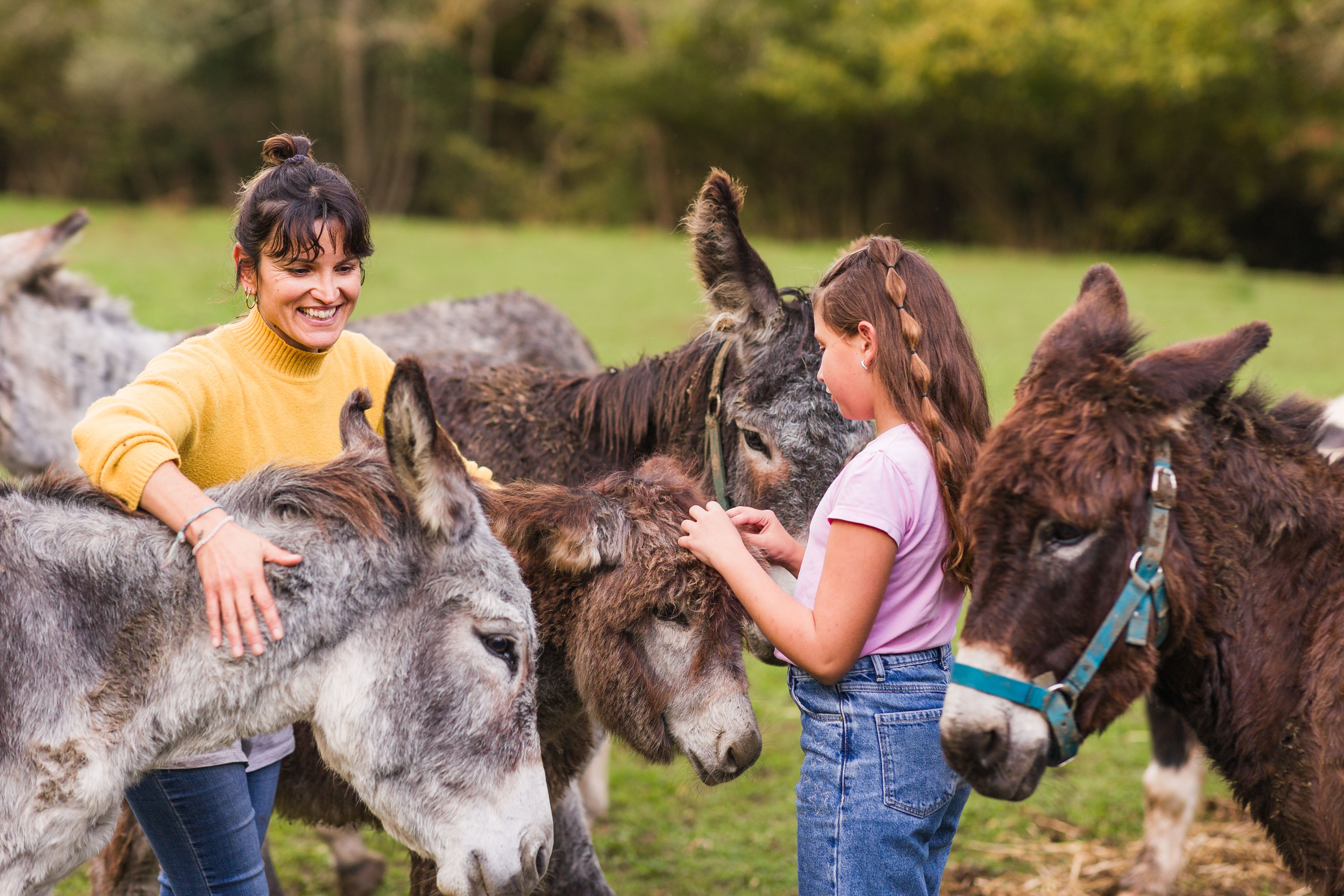 donkey sanctuary