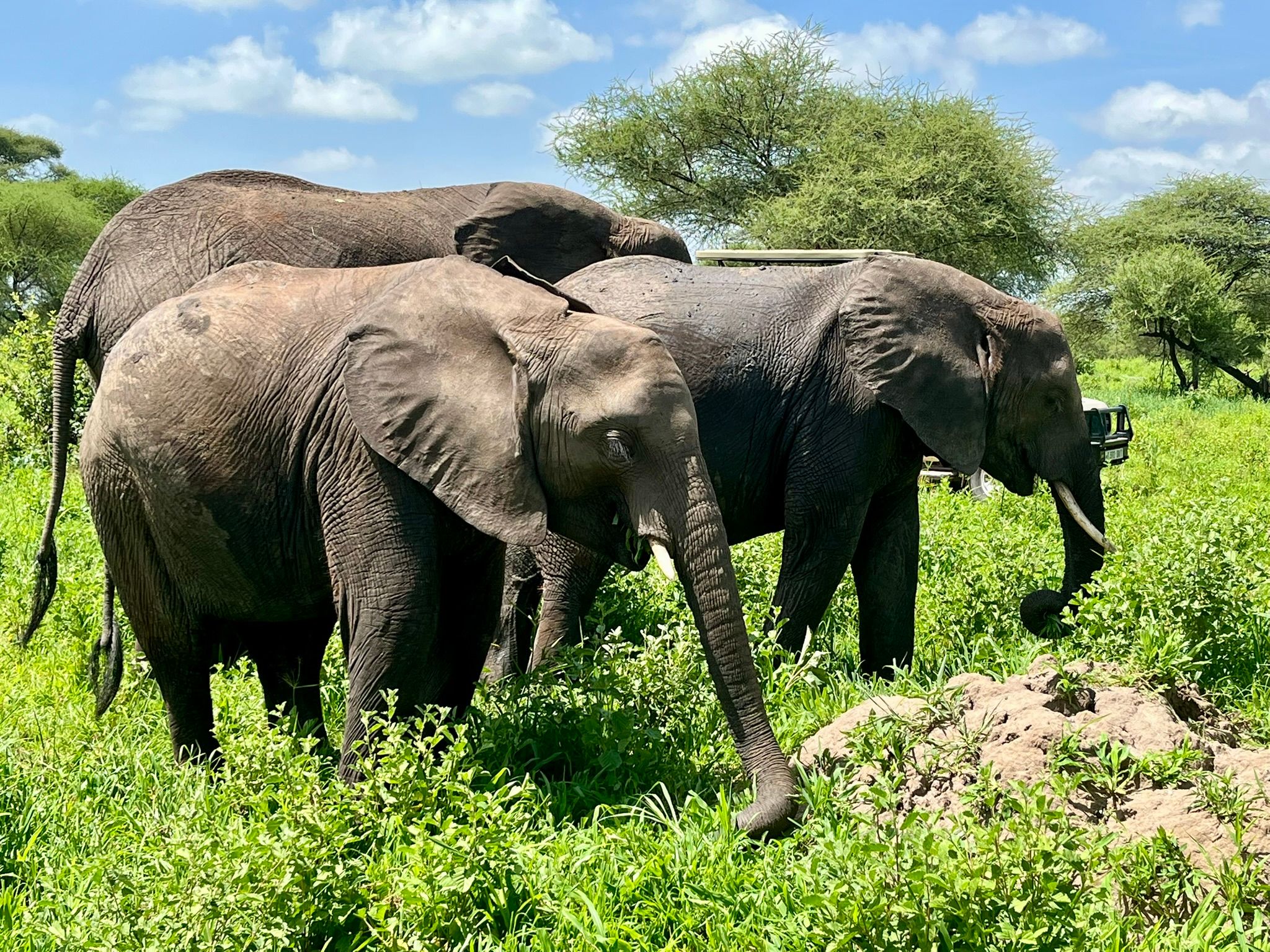 tarangire elephants