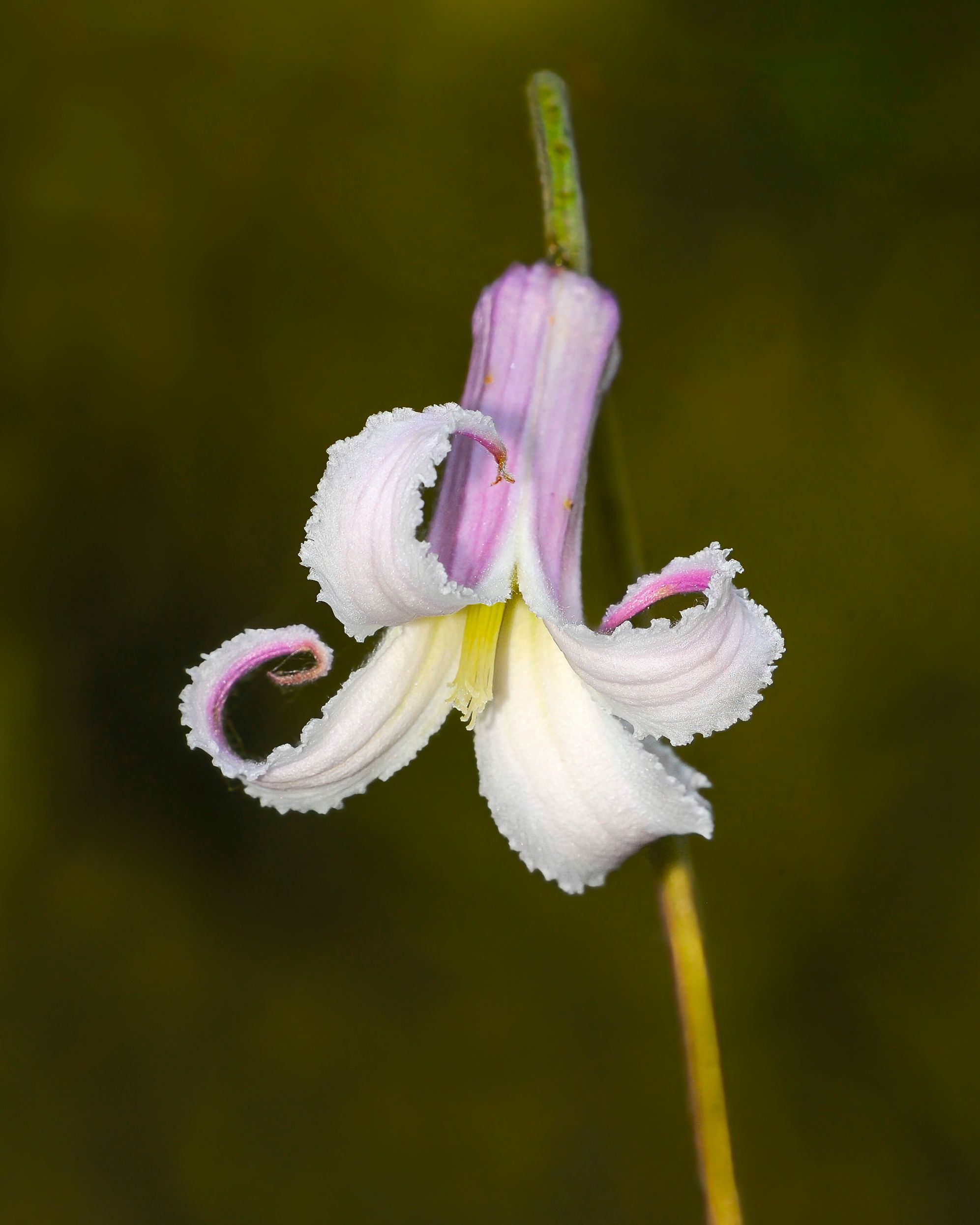 native plants Florida