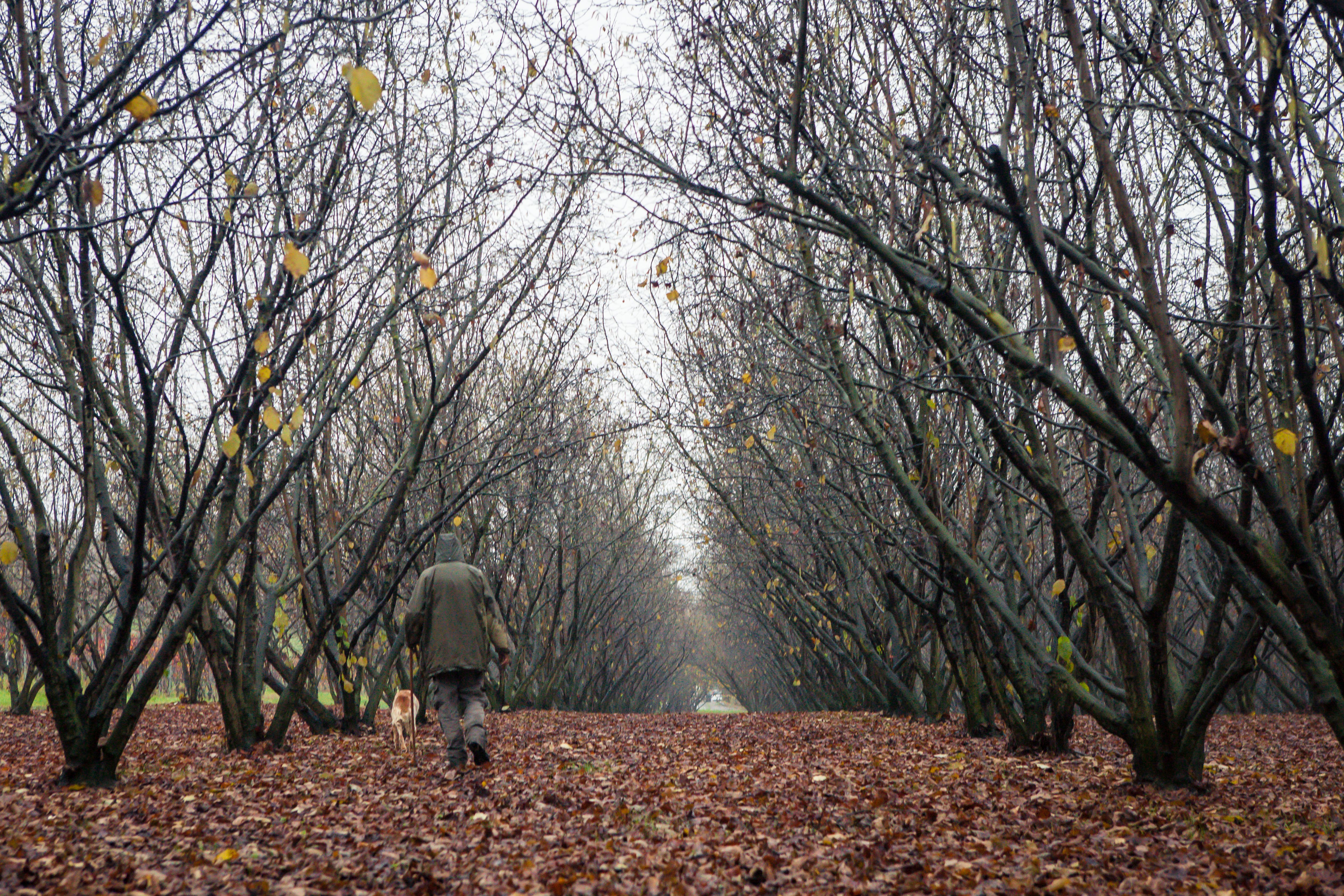 truffle hunting