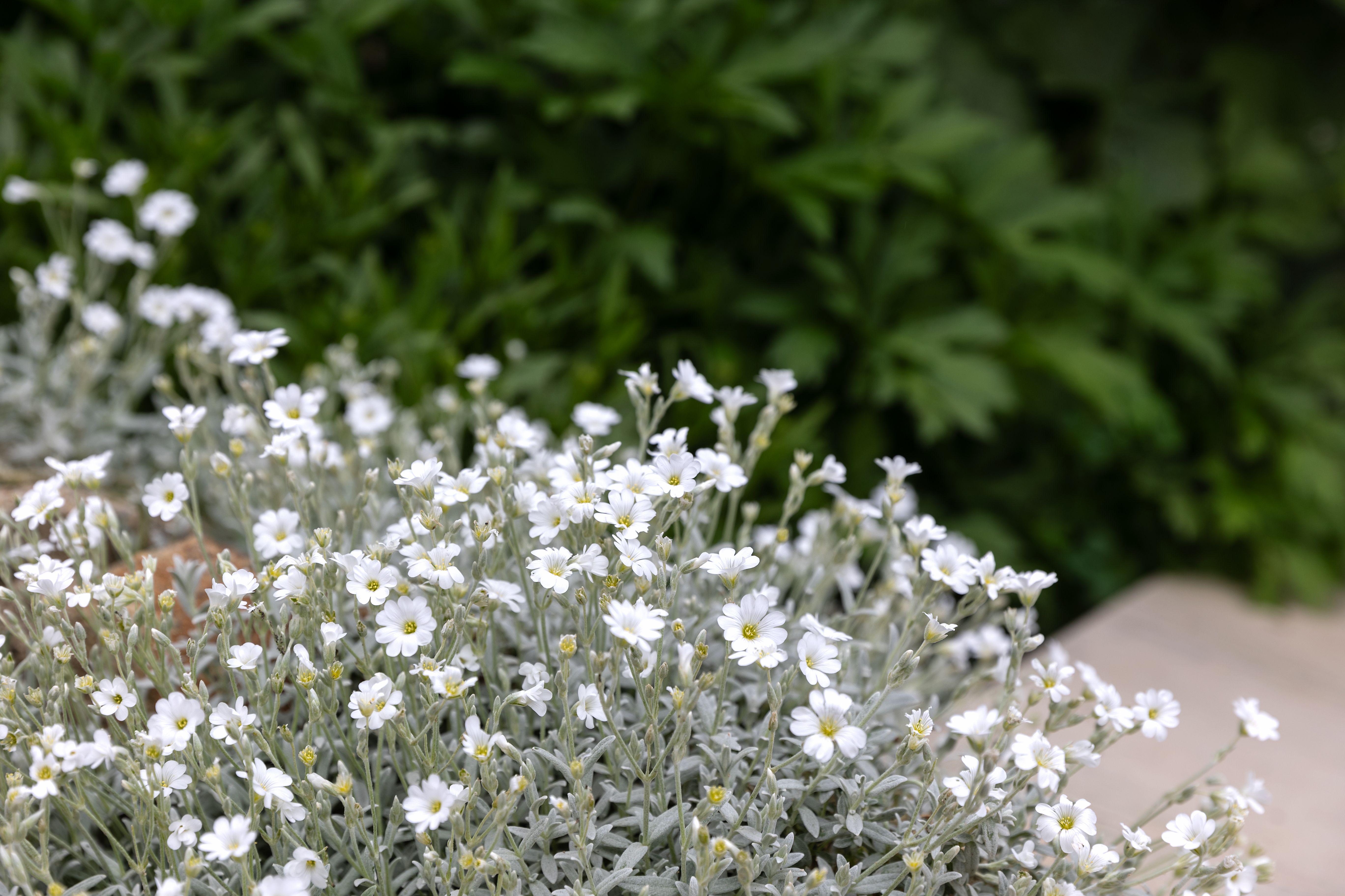 rocky garden plants