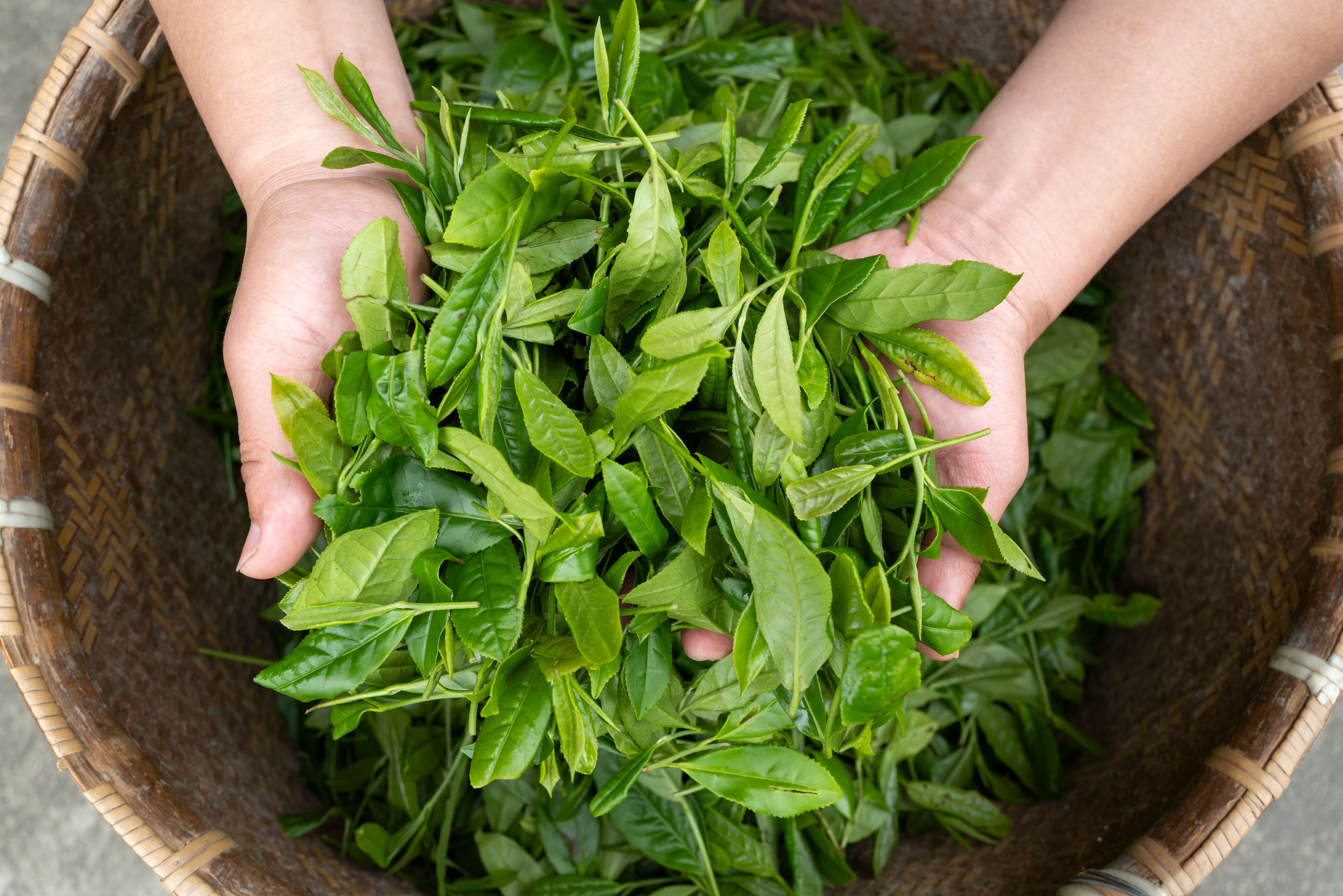 tea certification label