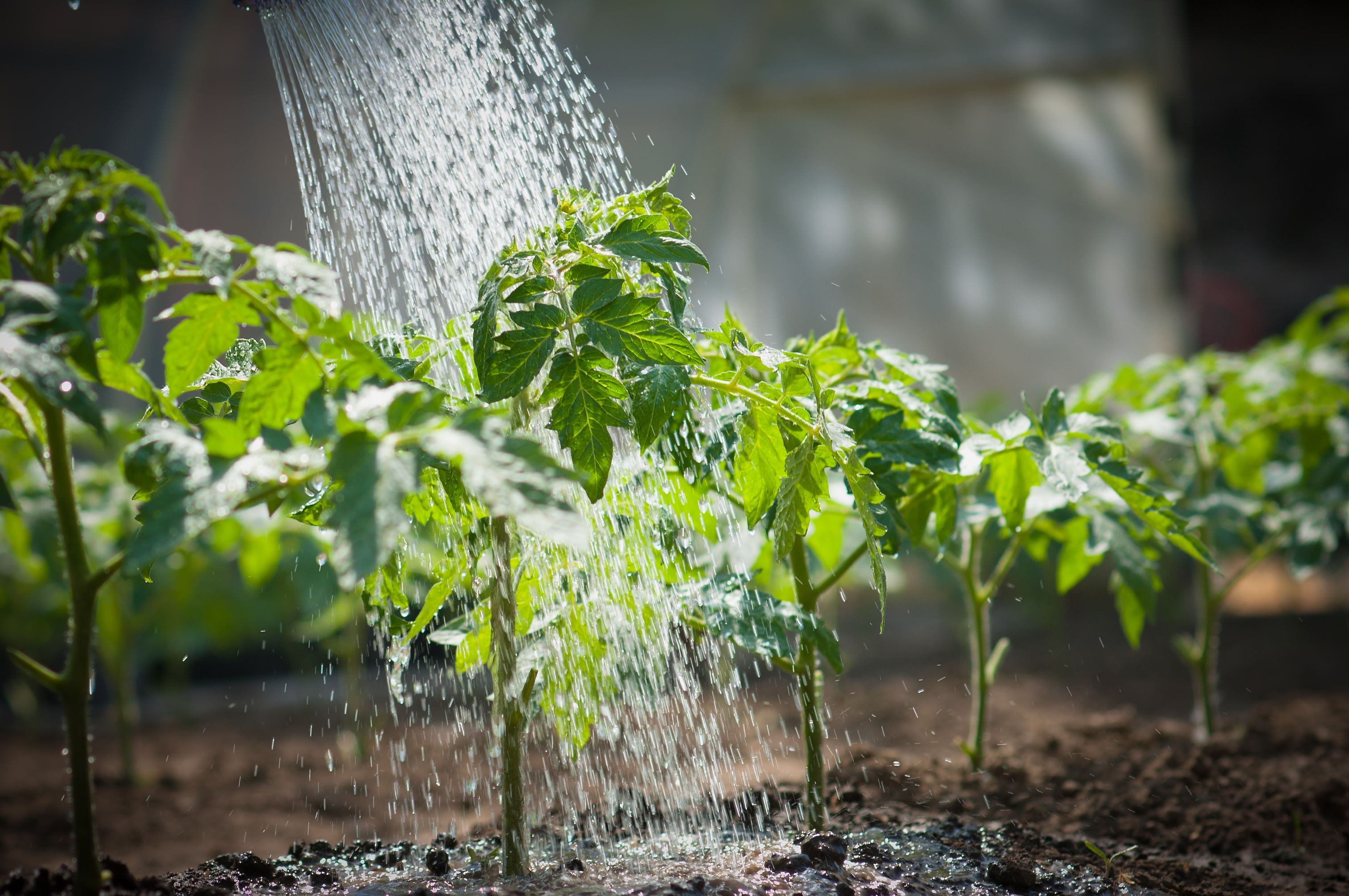 greenhouse watering