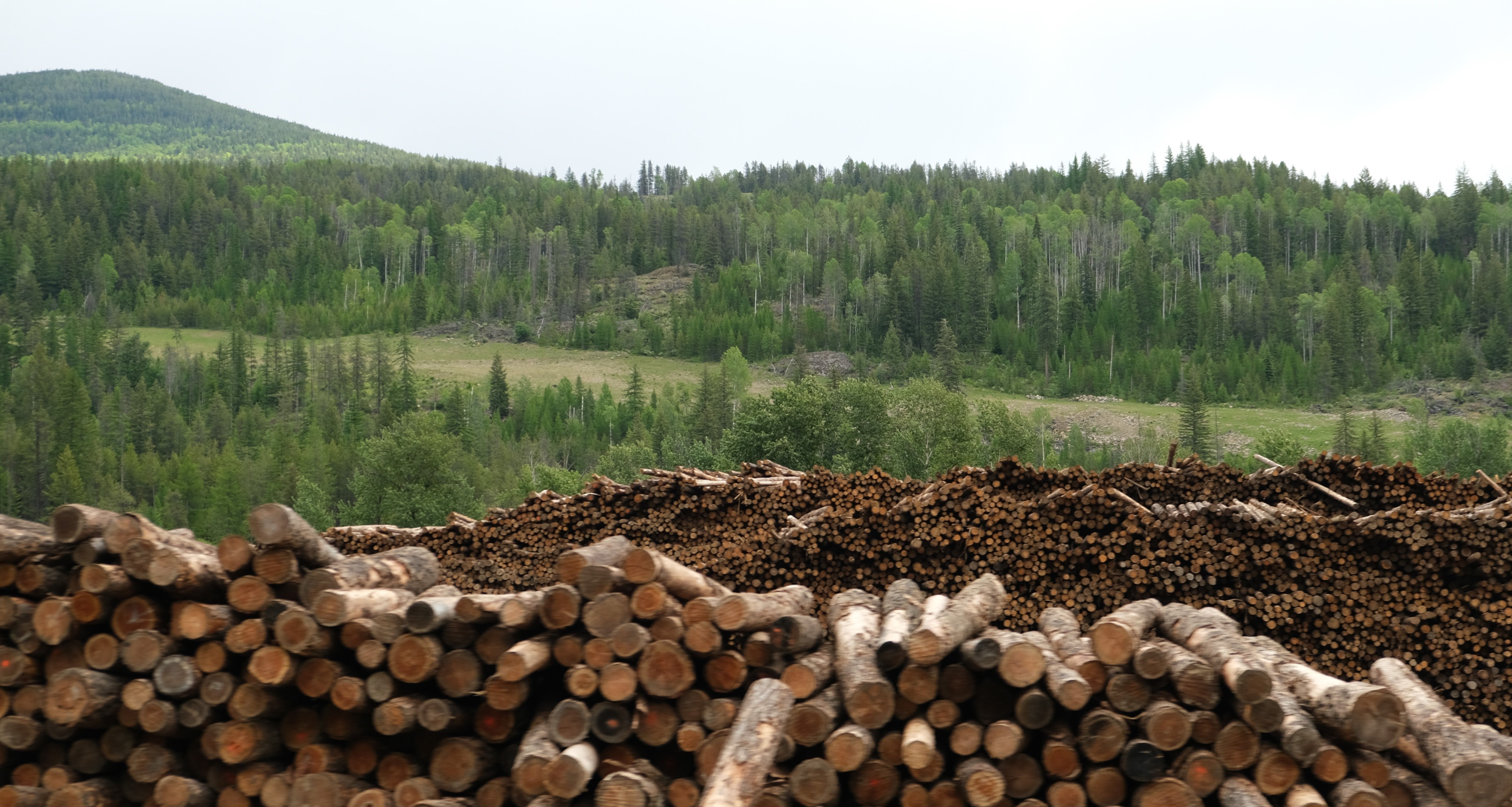 sustainable forestry