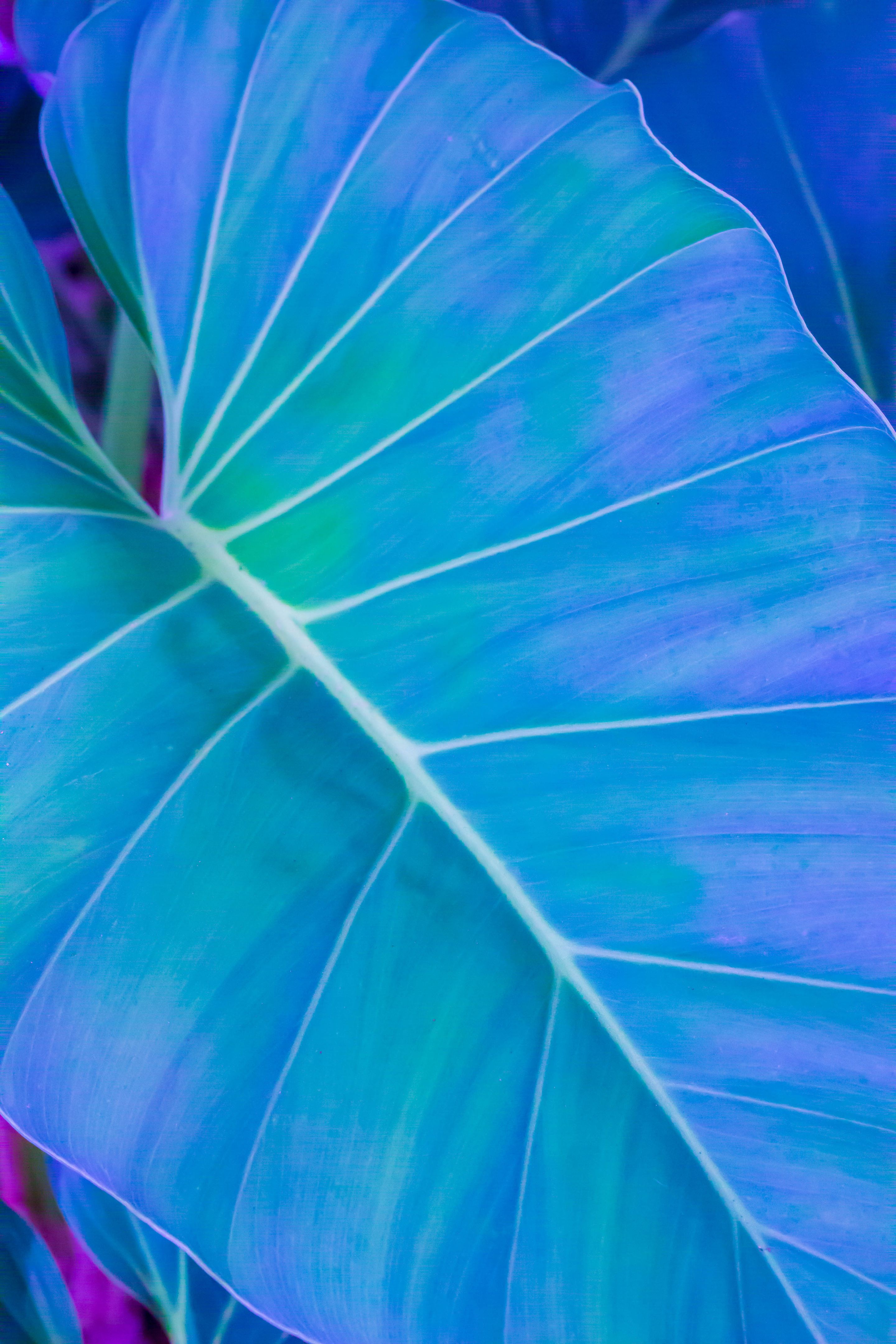 contemporary art african