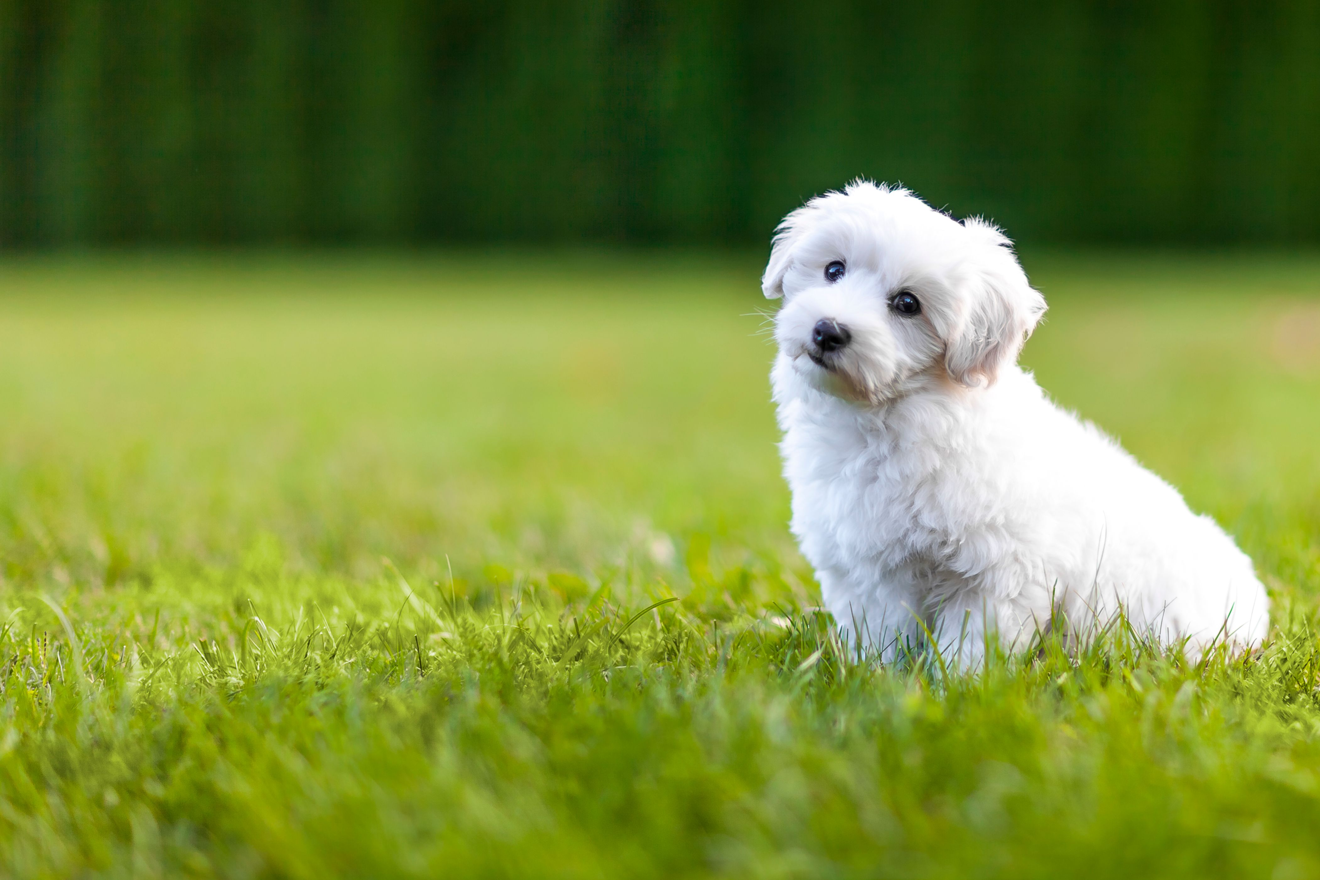 maltese puppy