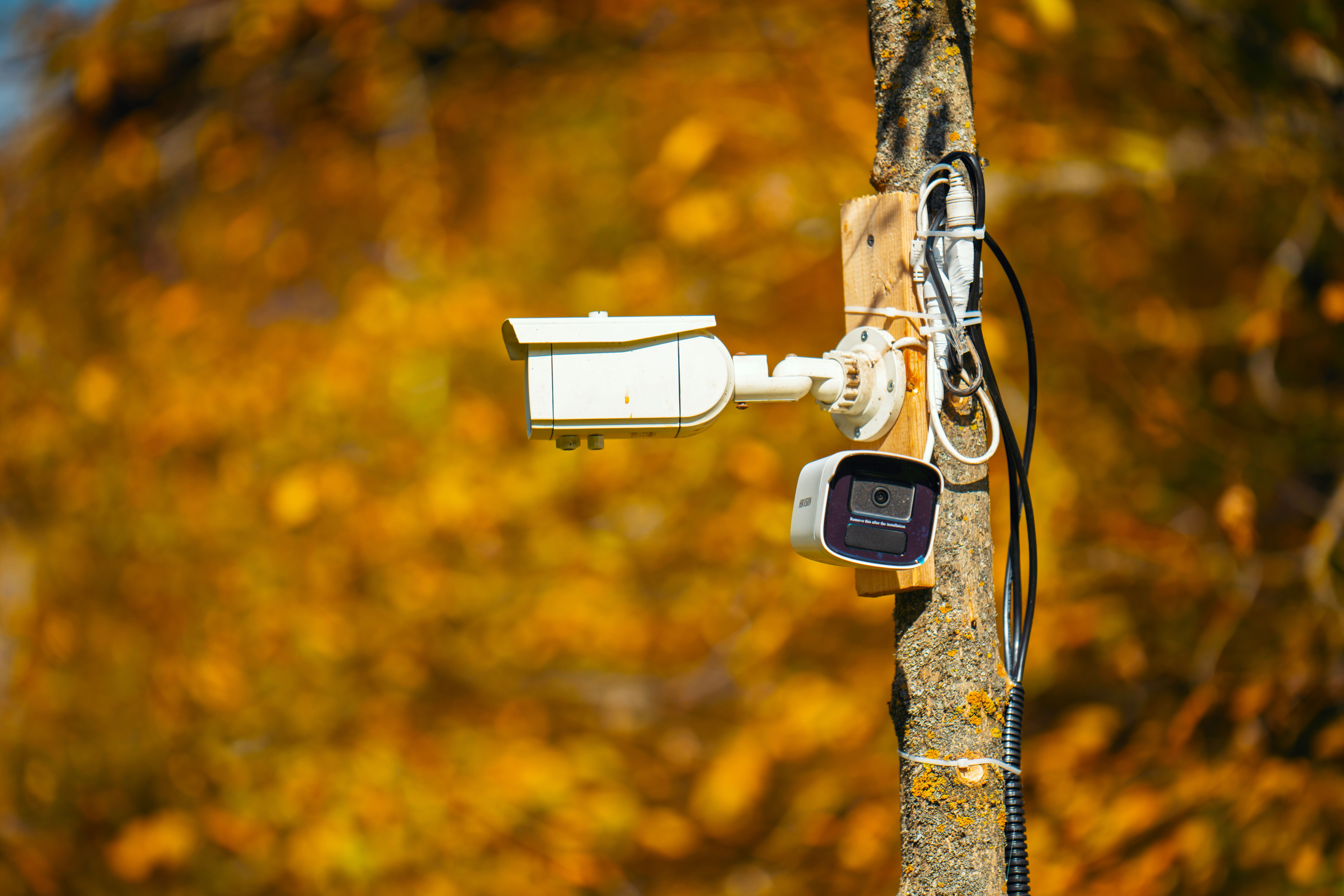smart monitoring wildlife