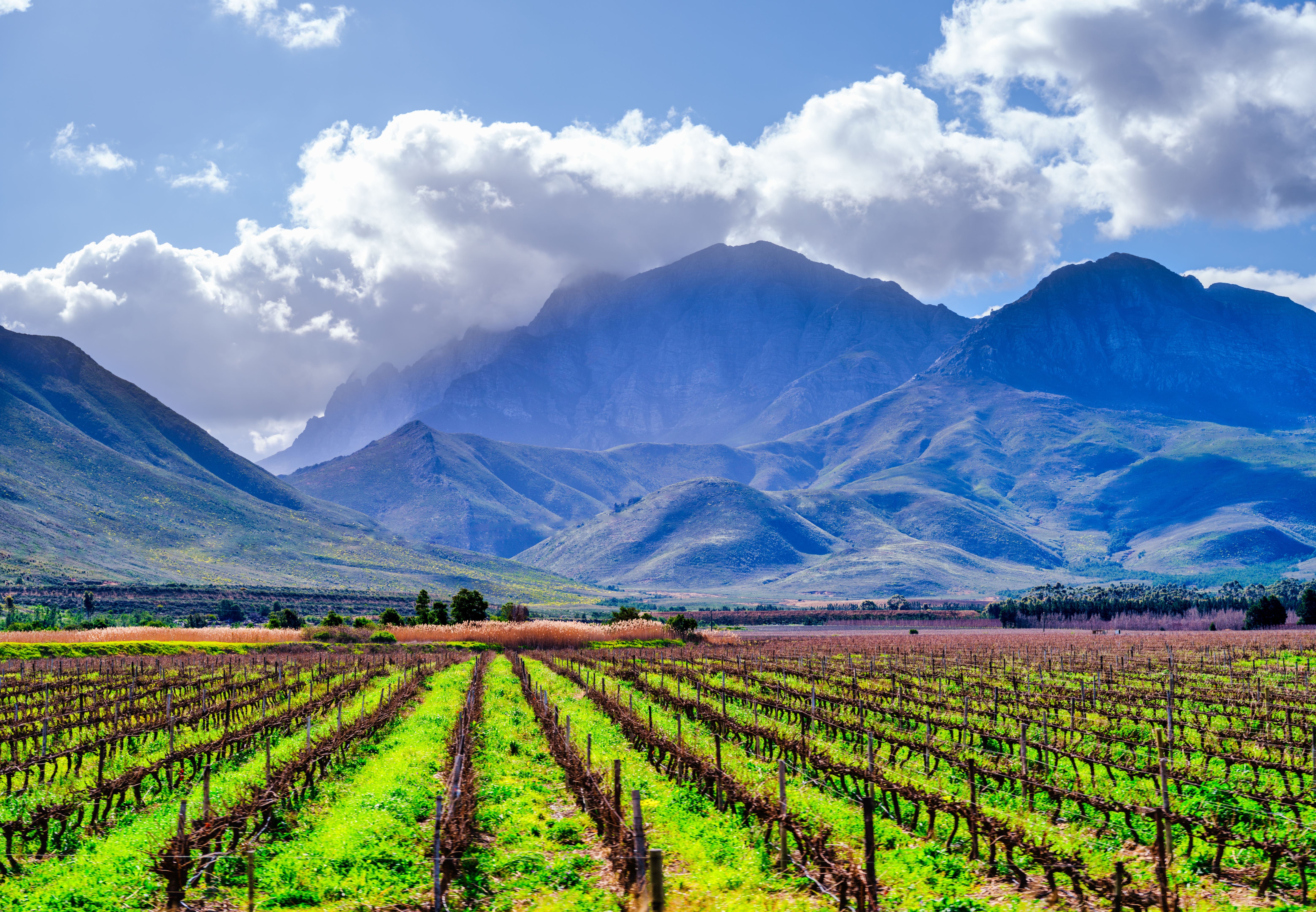 cape winelands