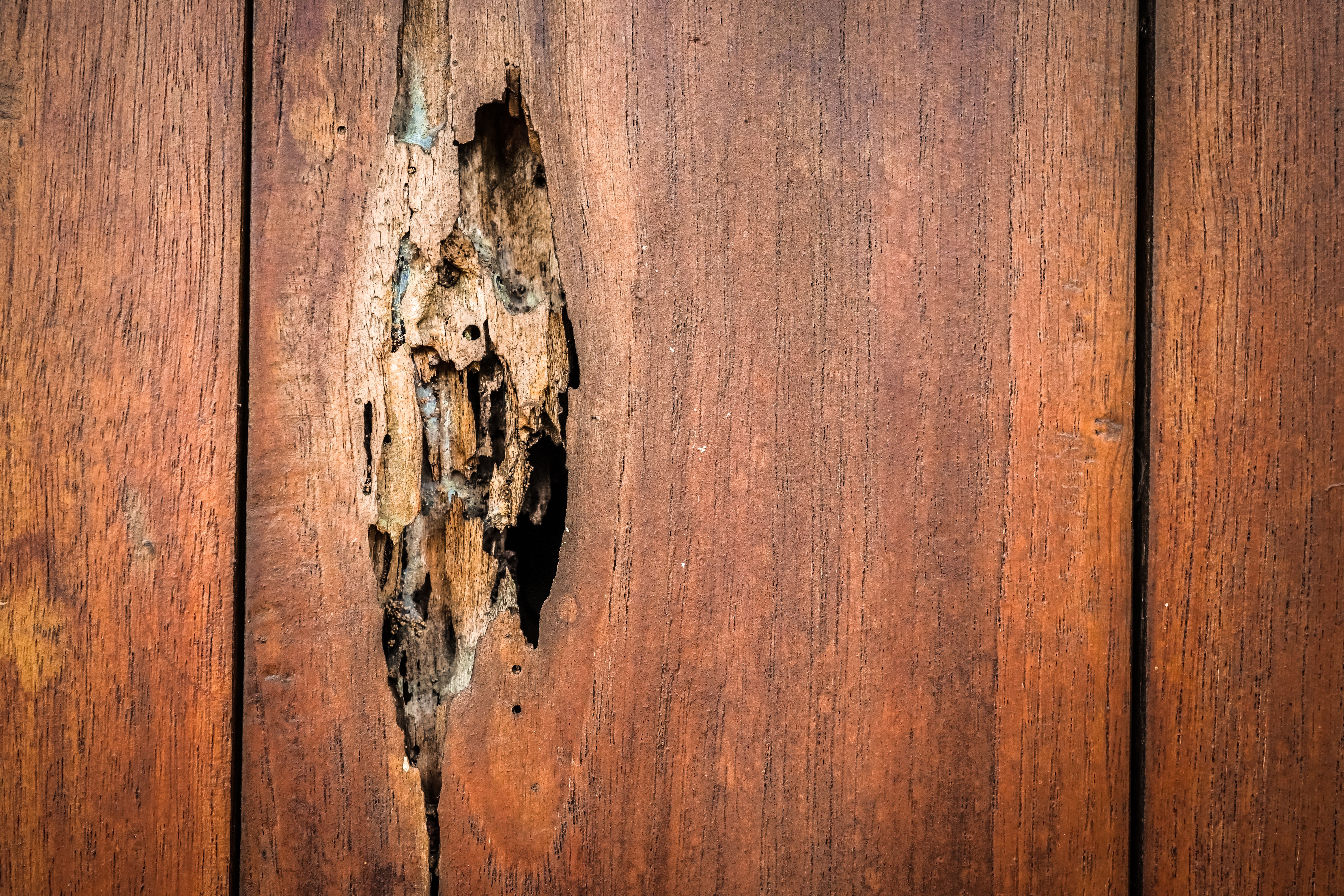 Close up photo of hollowed wooden wall eaten by termites. Train Station Pest, Phoenix, AZ